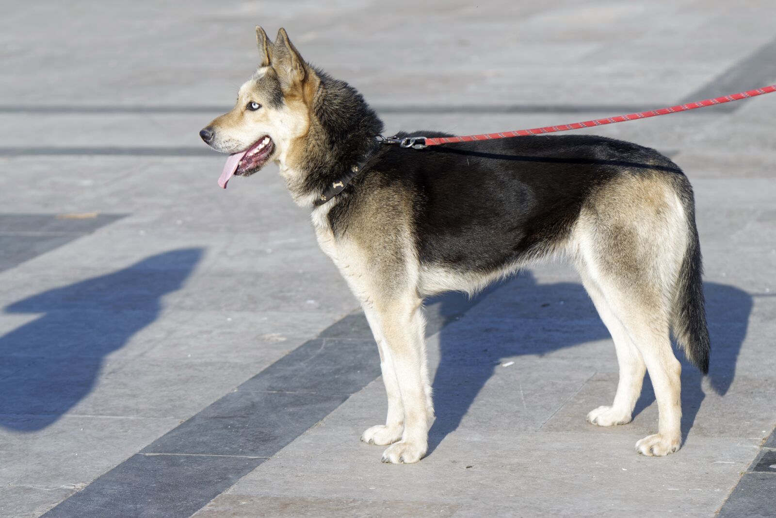 Nikon D5300 sample photo. Dog, race, pet photography