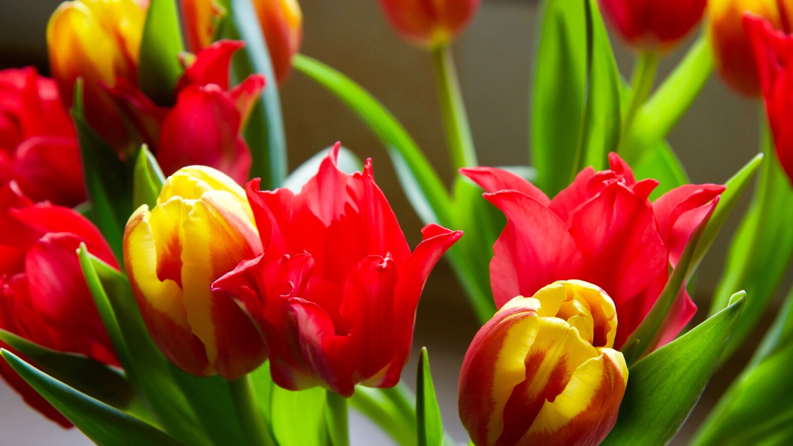 Canon EF-S 17-85mm F4-5.6 IS USM sample photo. Close, up, flowers, red photography