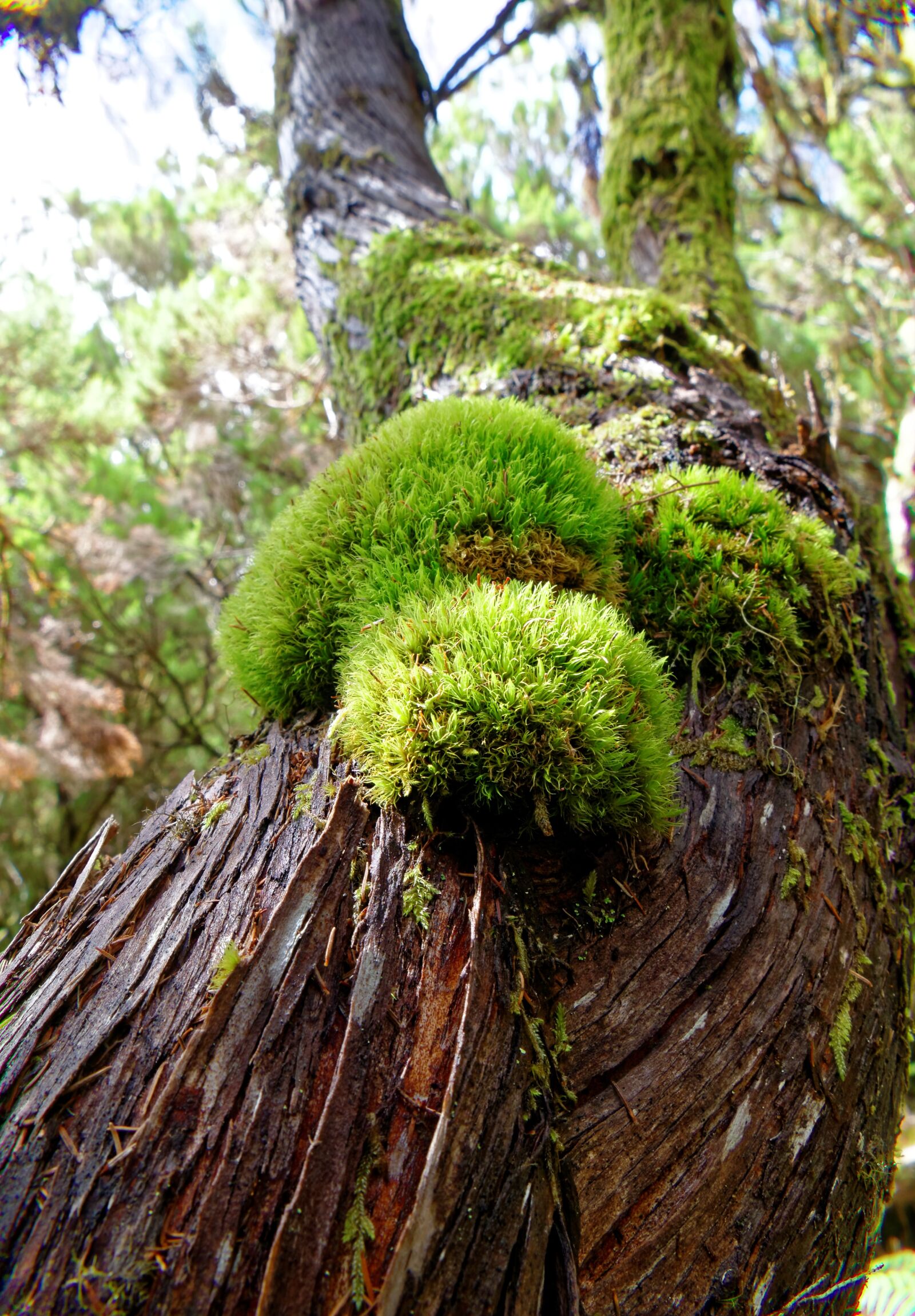 Panasonic Lumix DMC-FZ1000 sample photo. Tree, moss, bark photography