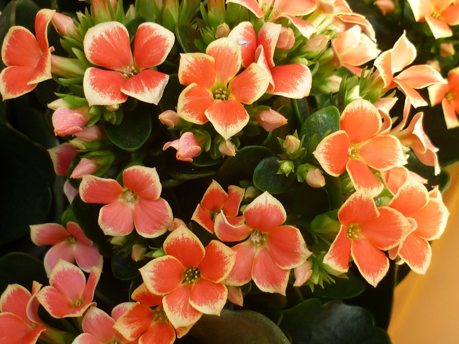 Panasonic Lumix DMC-FS6 sample photo. Flower, stonecrop, flowers photography