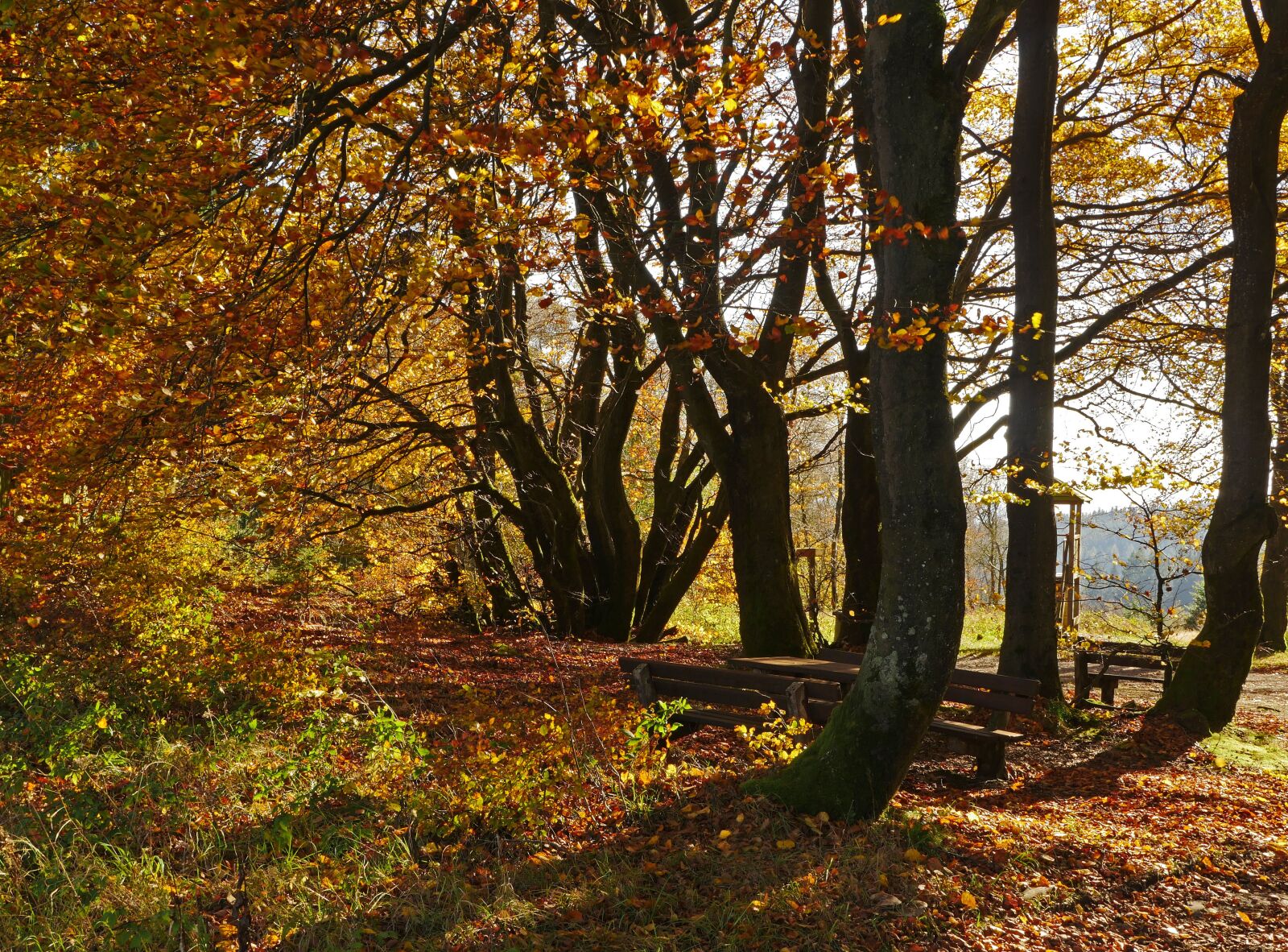 Panasonic Lumix DMC-GX8 sample photo. Autumn forest, leaf coloring photography