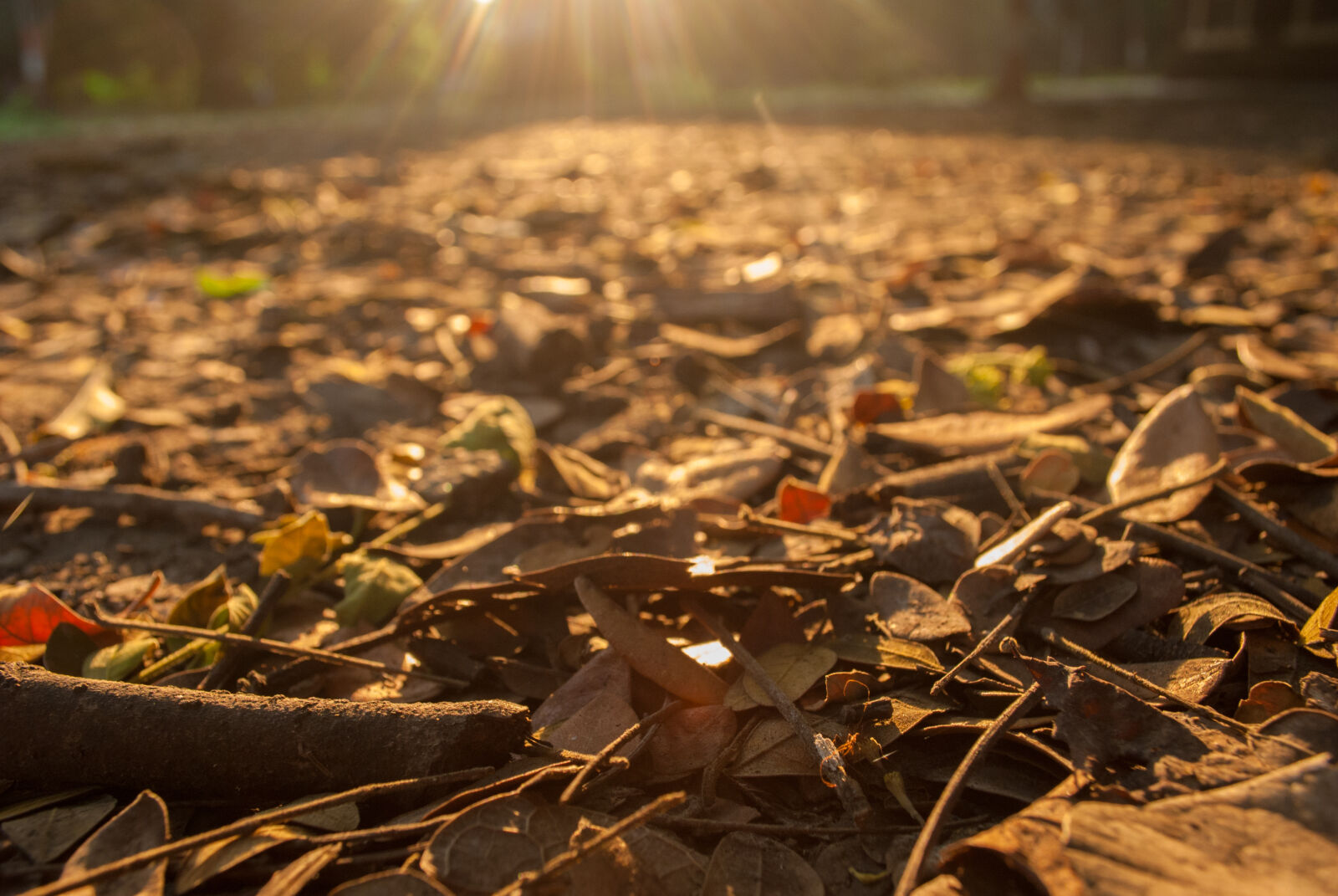 Nikon D60 sample photo. Depth, of, field, nature photography