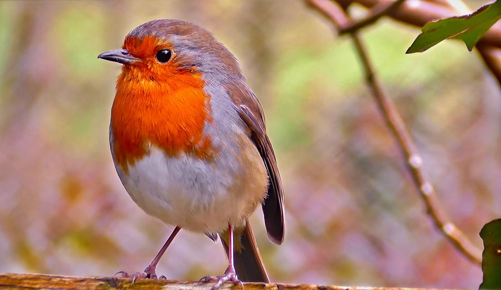 Panasonic Lumix DMC-FZ1000 sample photo. Redbreast, common, nature photography