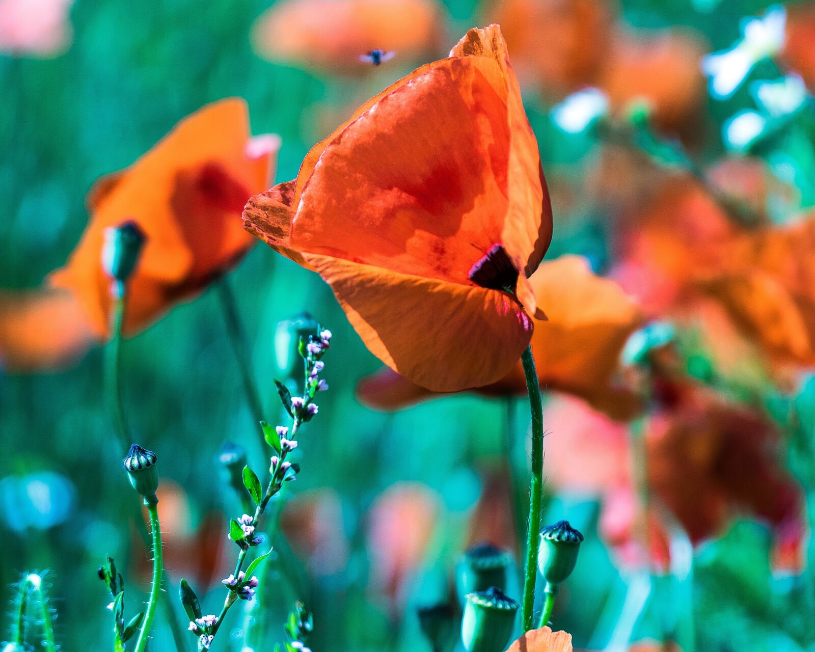 Panasonic Lumix DMC-FZ1000 sample photo. Poppy, farbenpracht, flower photography