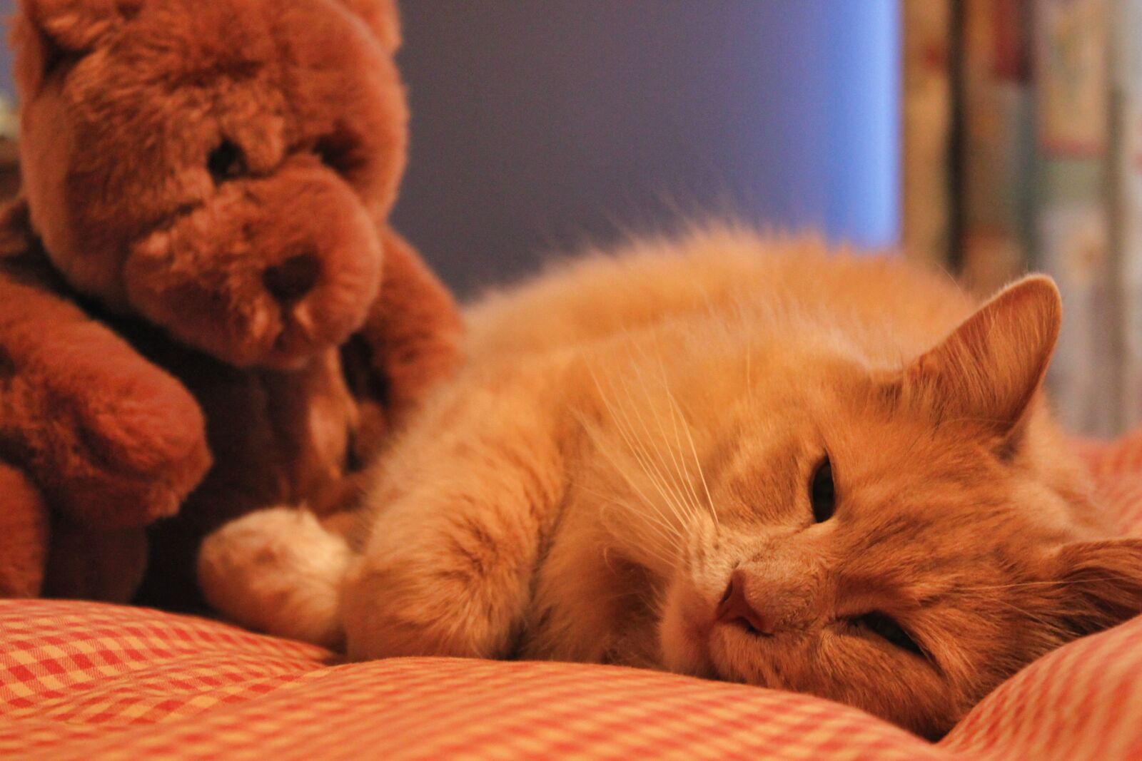 Canon EOS 500D (EOS Rebel T1i / EOS Kiss X3) sample photo. Cat, sweet, cute photography