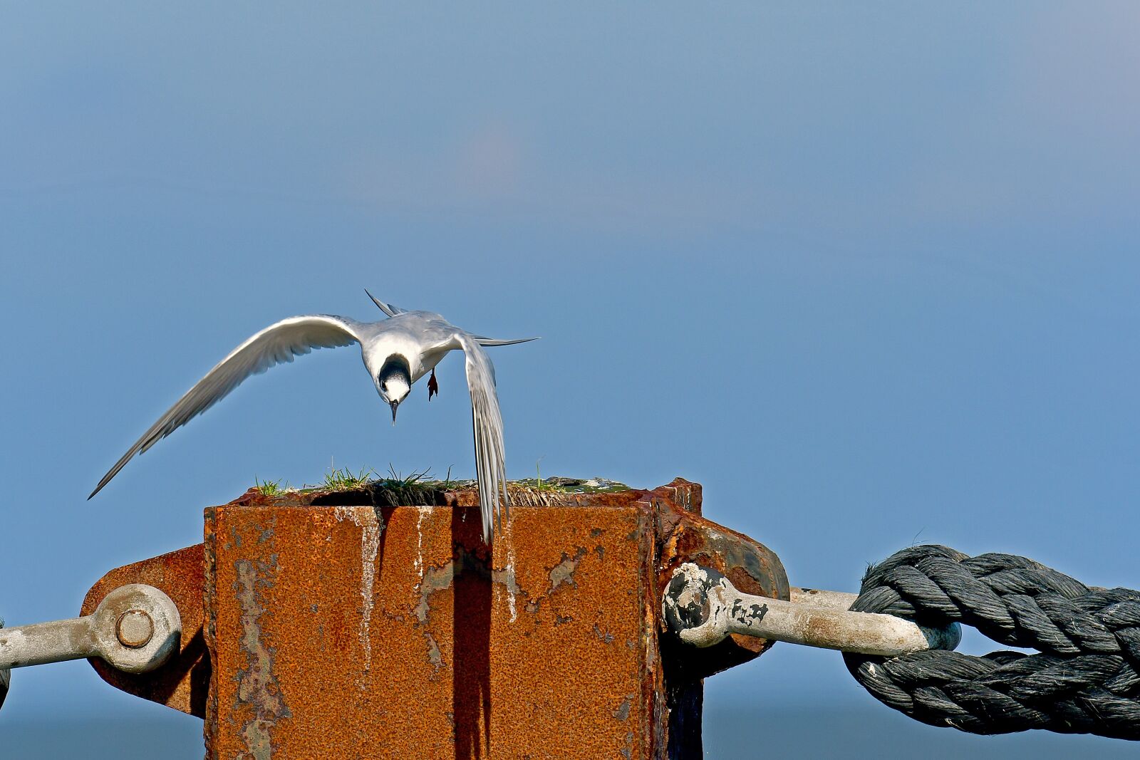 Nikon D500 sample photo. Sandwich tern, tern, seevogel photography