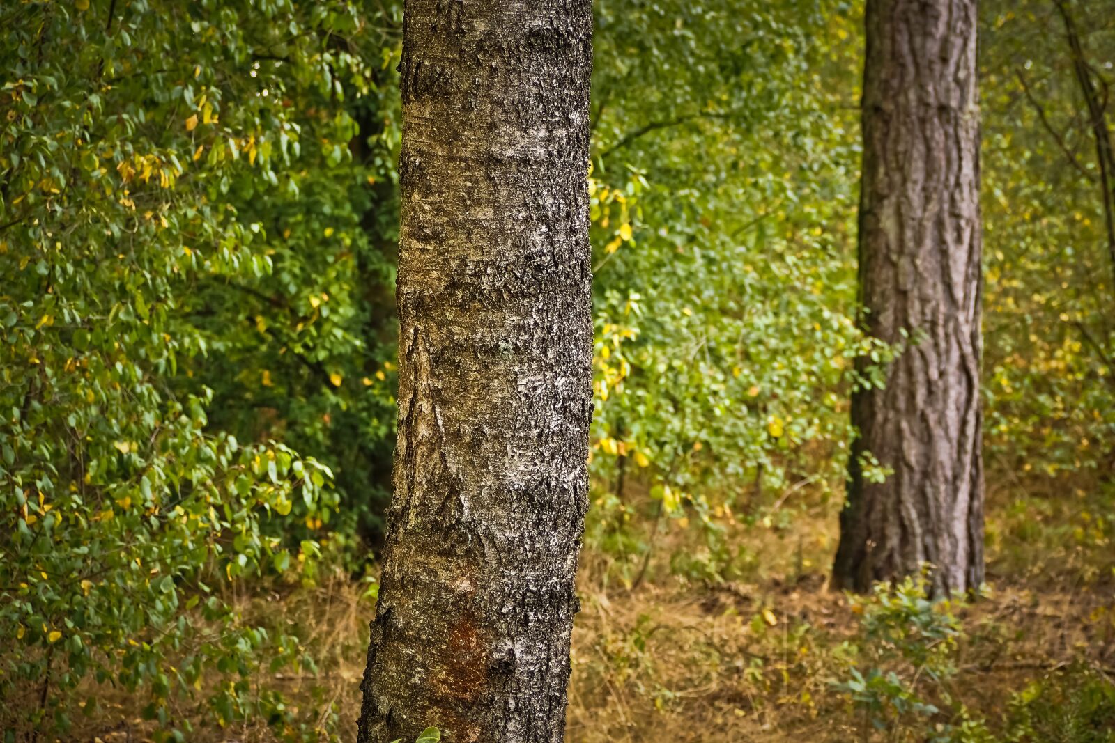 Olympus OM-D E-M10 sample photo. Forest, trees, nature photography