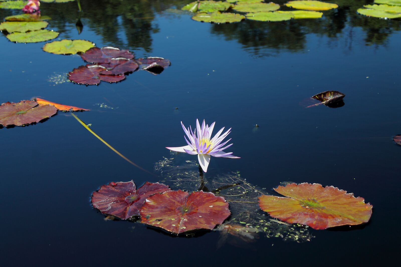 Canon EOS 1100D (EOS Rebel T3 / EOS Kiss X50) sample photo. Waterlilly, flower, texas photography