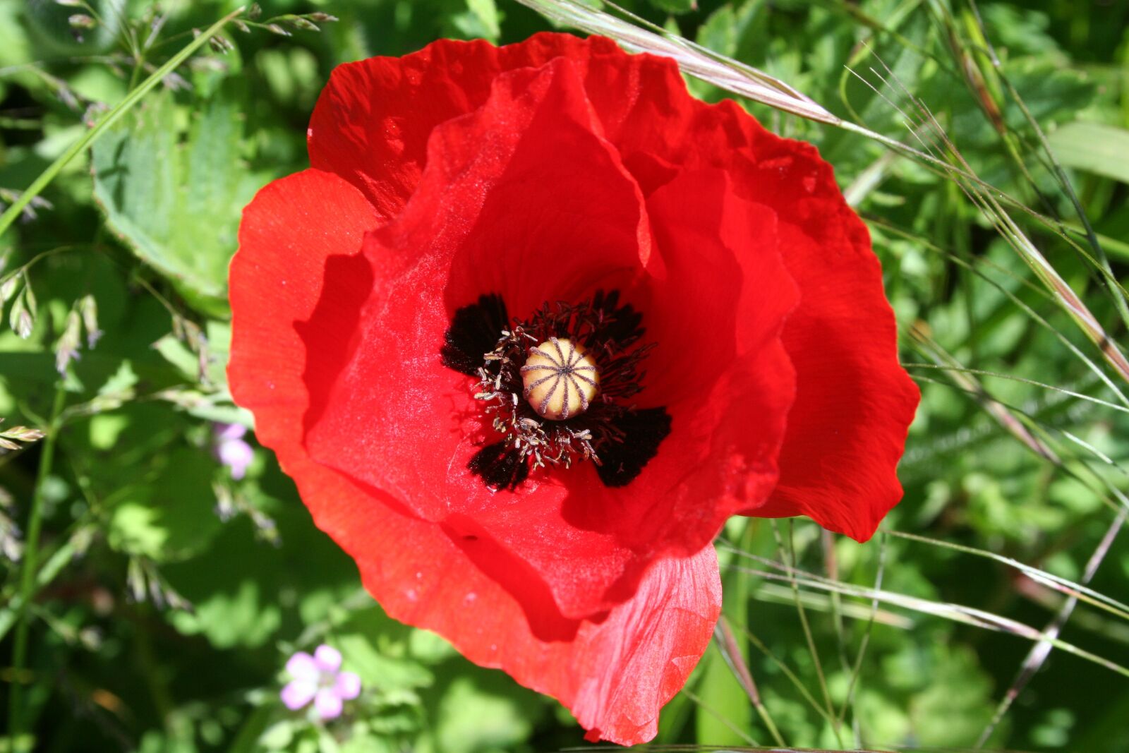 Canon EOS 350D (EOS Digital Rebel XT / EOS Kiss Digital N) sample photo. Poppy, flower, nature photography