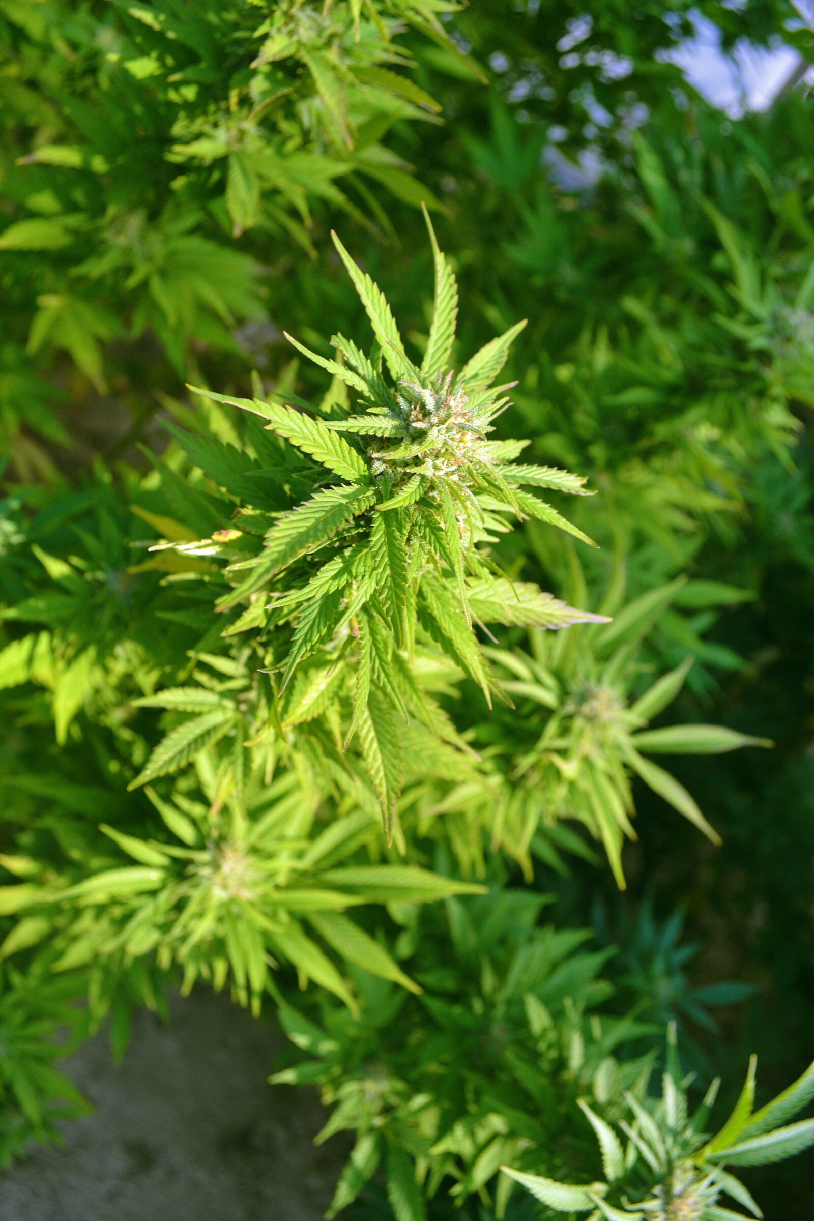 Nikon D3100 sample photo. Grass, ganja, marijuana photography