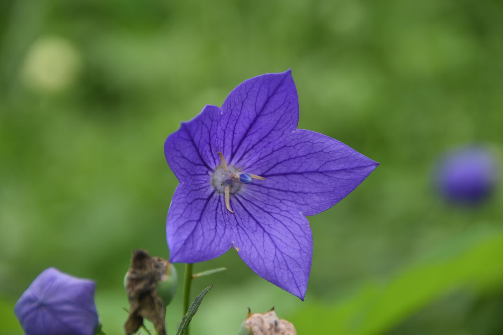 Nikon D7200 sample photo. Plants, flowers, nature photography