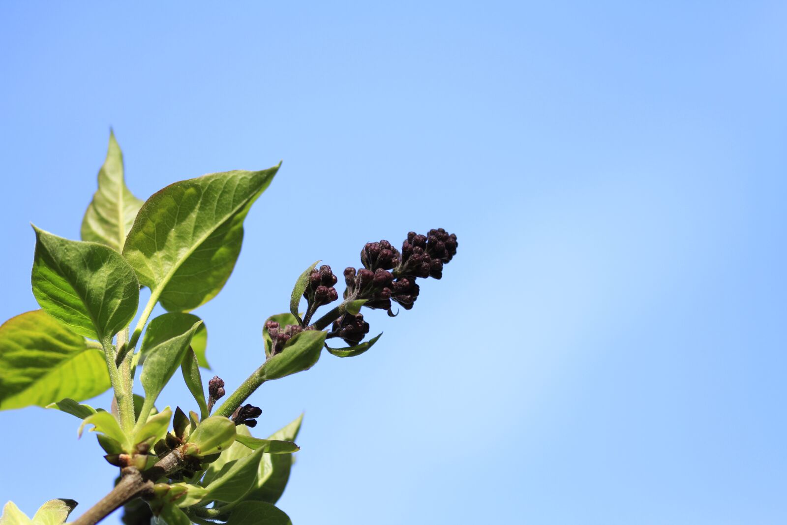 Canon EOS 7D sample photo. Spring, leaves, green photography