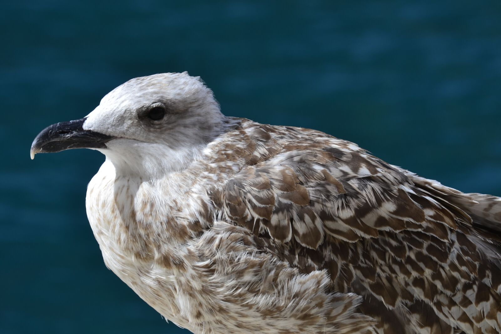 Nikon D3100 sample photo. Bird, animal world, nature photography