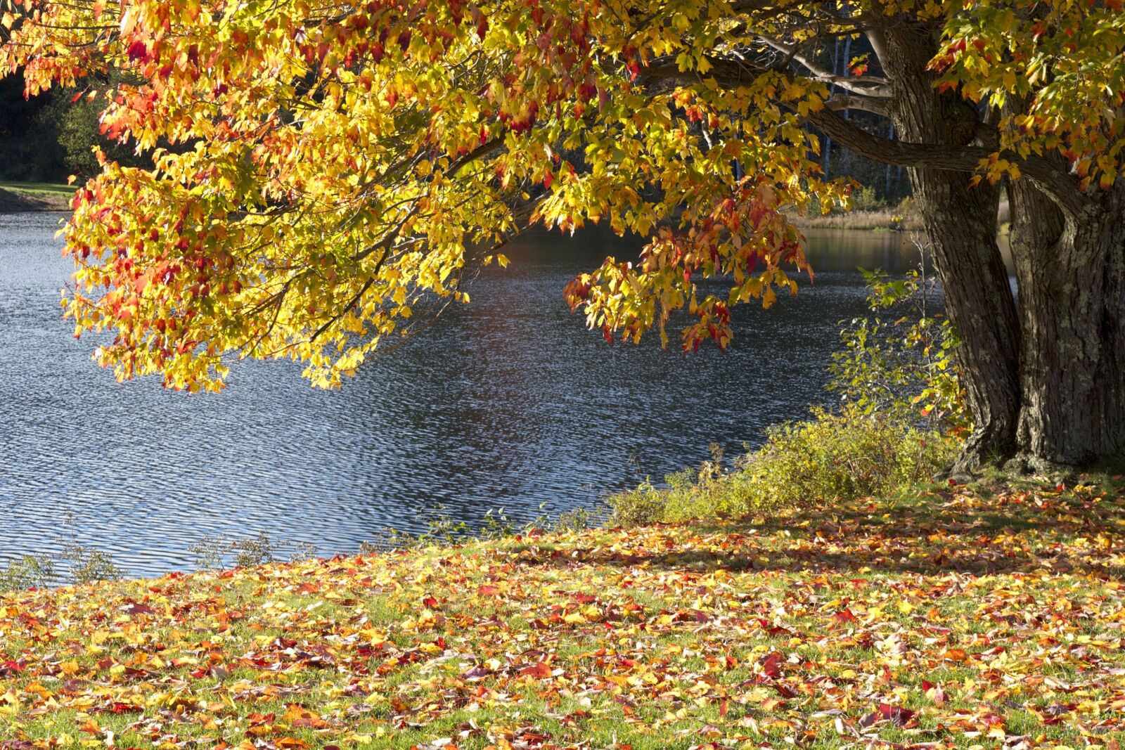 Canon EOS 550D (EOS Rebel T2i / EOS Kiss X4) sample photo. Autumn season, lake, trees photography