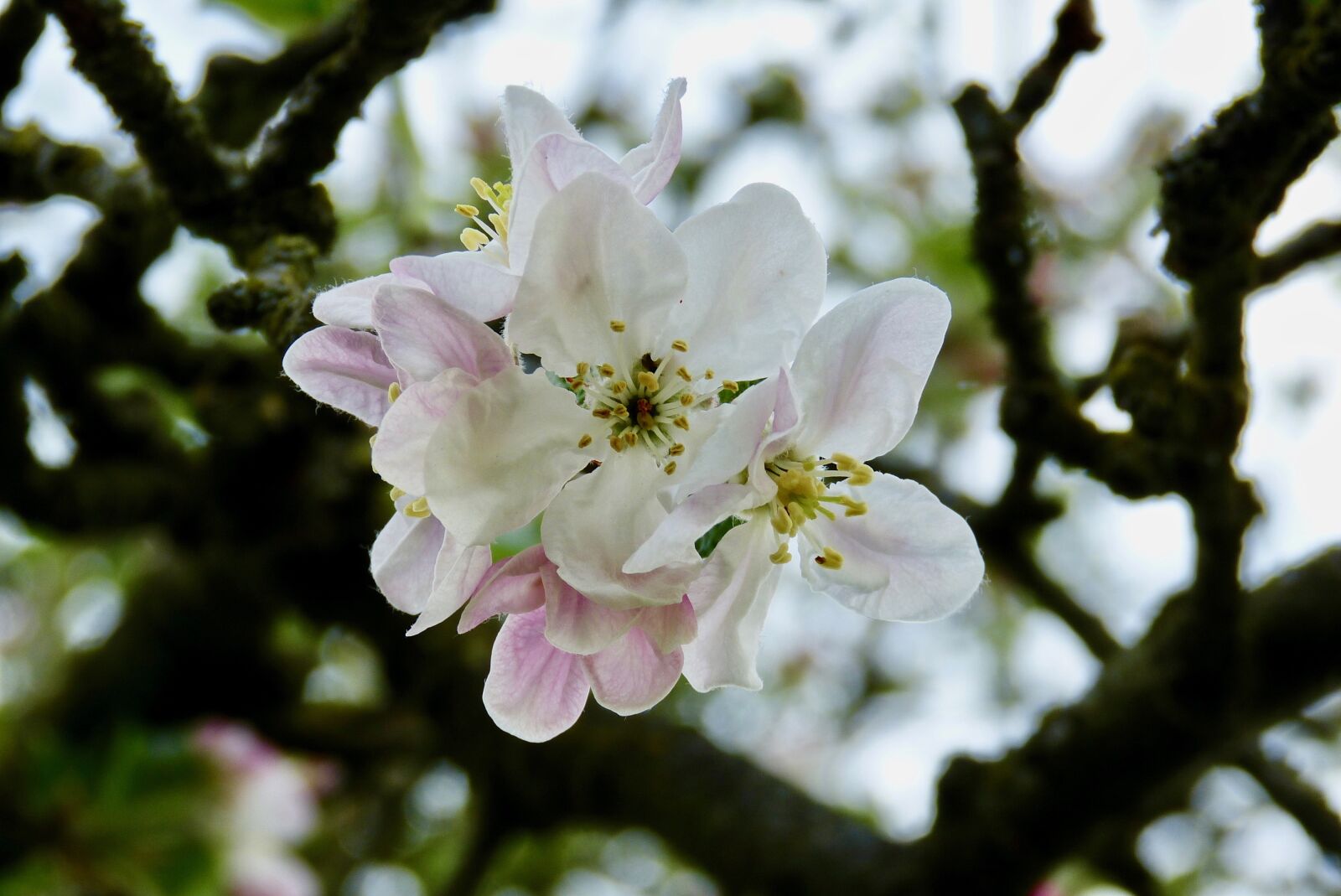 Panasonic Lumix DMC-FZ150 sample photo. Blossom, bloom, apple blossom photography