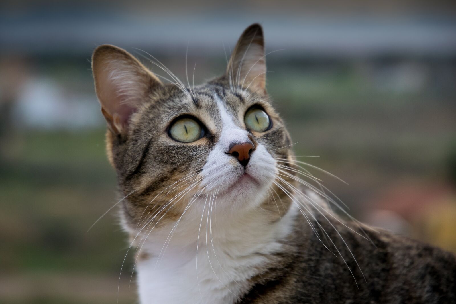 Nikon D5300 sample photo. Cat, head, fur photography