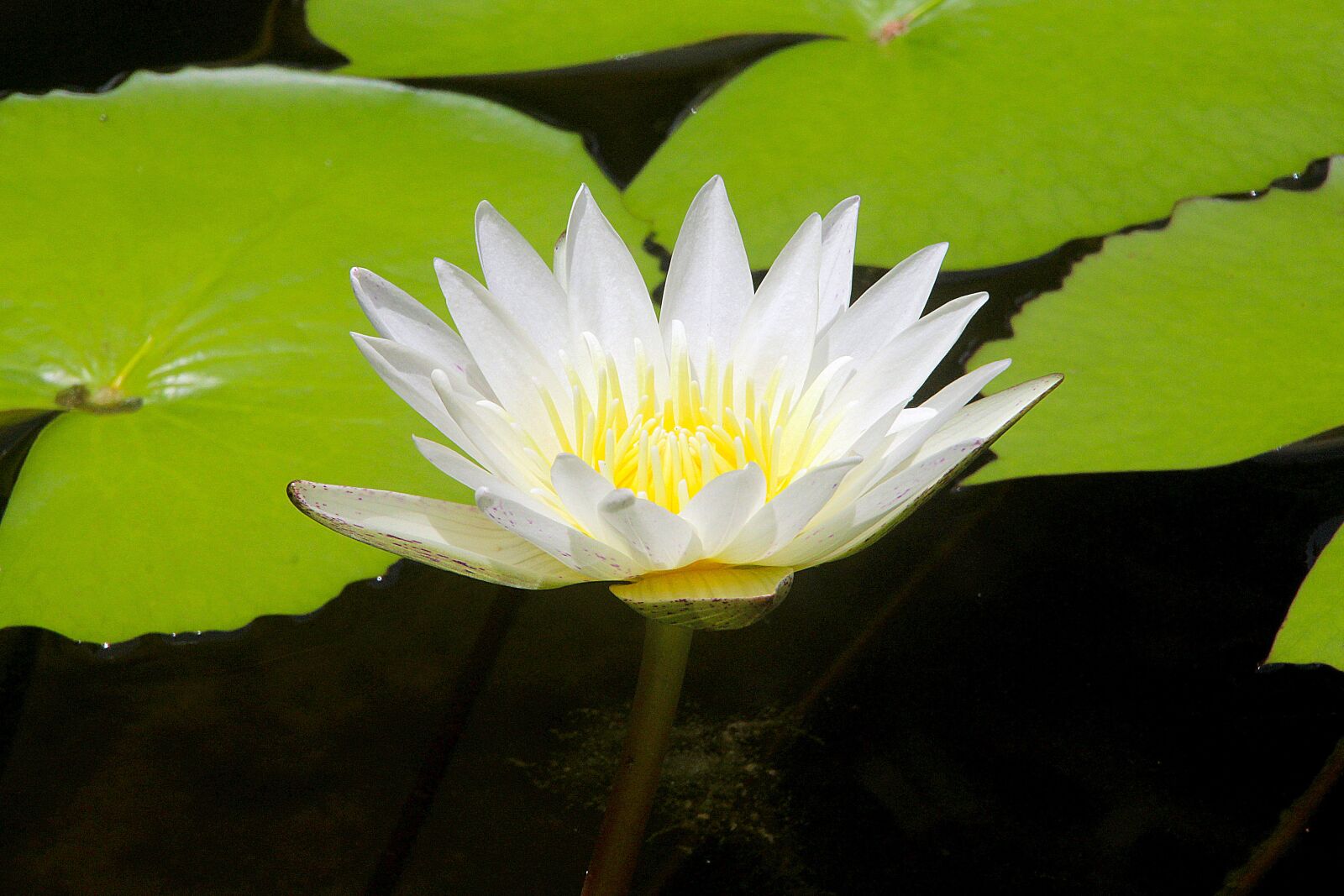 Canon EOS 700D (EOS Rebel T5i / EOS Kiss X7i) sample photo. Lotus, lotus white, flower photography
