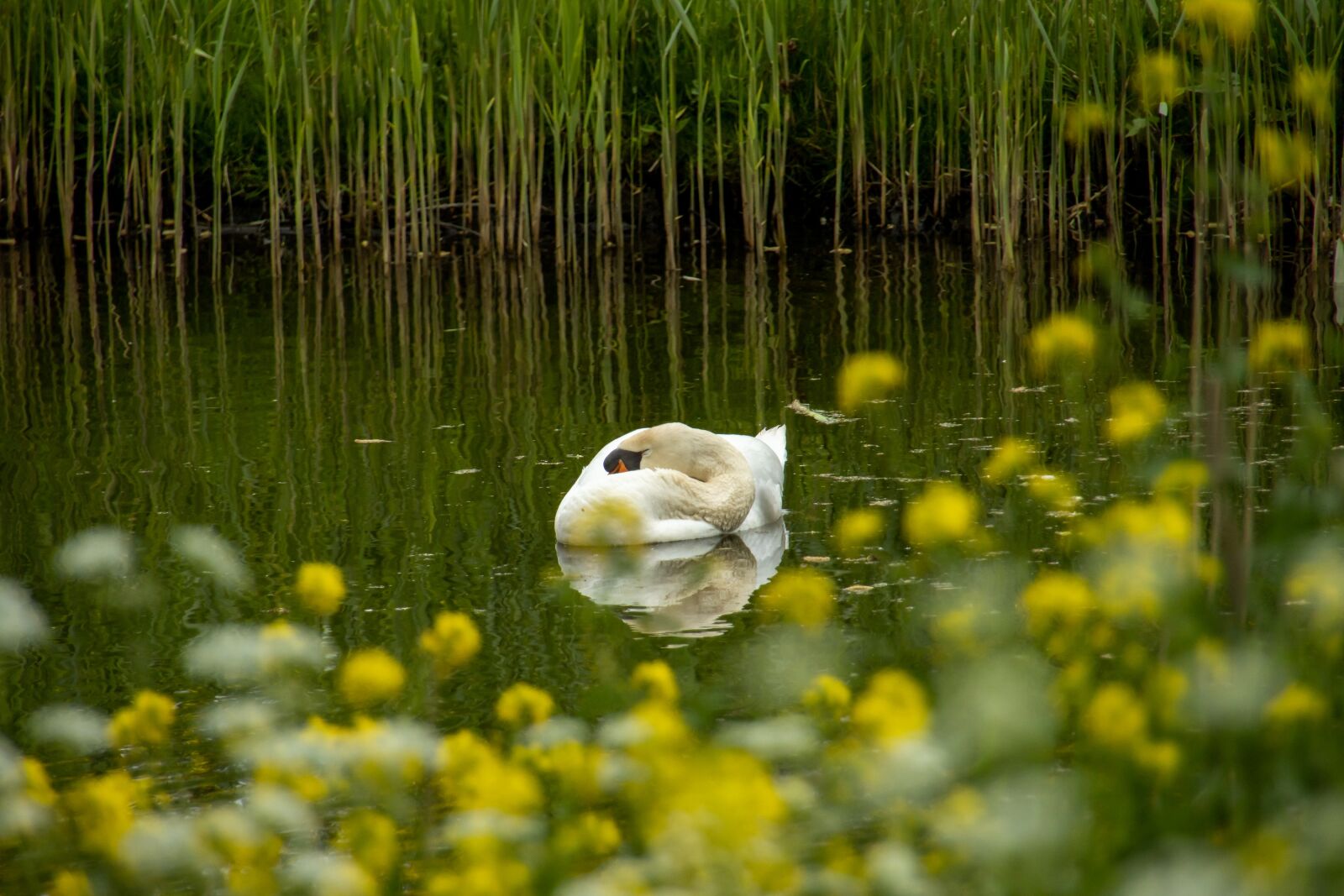 Canon EOS 90D sample photo. Swan, flower, nature photography