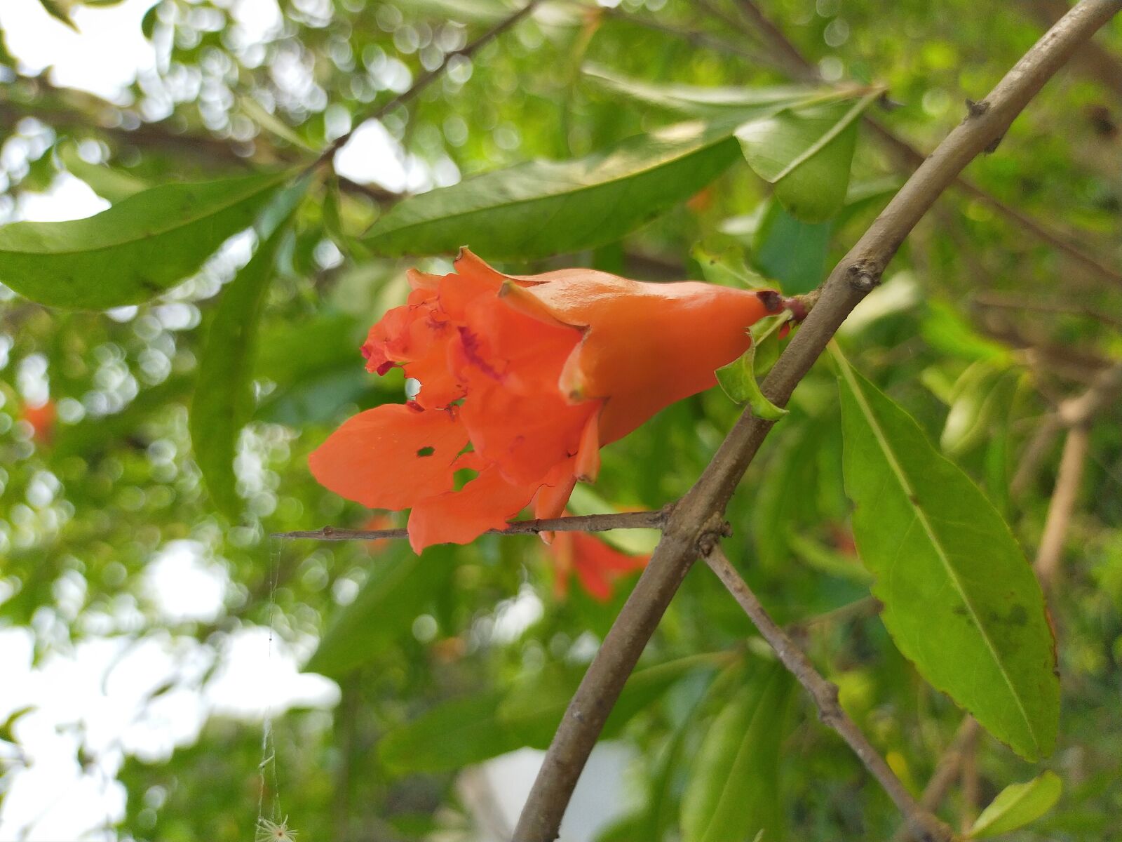 OPPO A9 2020 sample photo. Pomegranate, flower, bangladesh photography