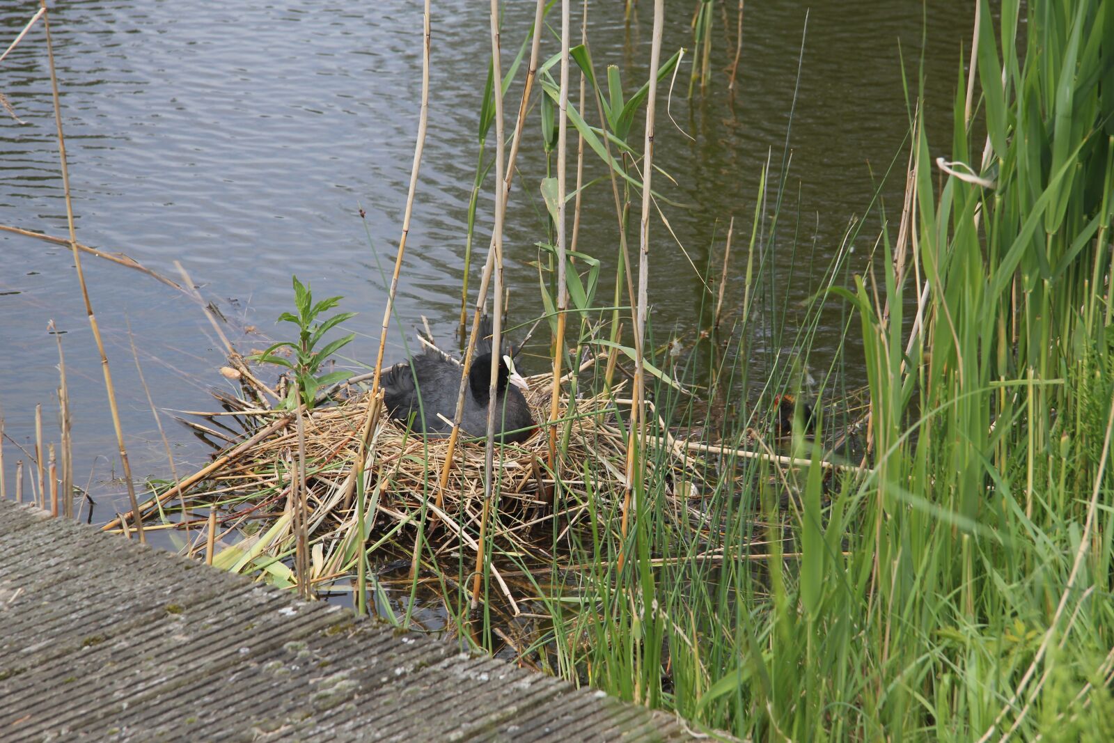 Canon EOS 550D (EOS Rebel T2i / EOS Kiss X4) sample photo. Water, grass, nest photography
