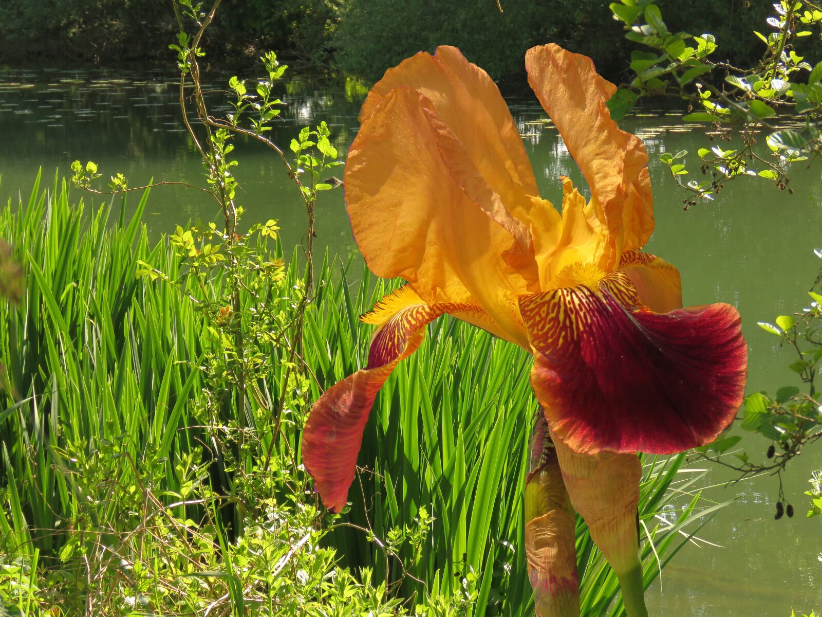 Canon PowerShot SX60 HS sample photo. Nature, flower, orange photography