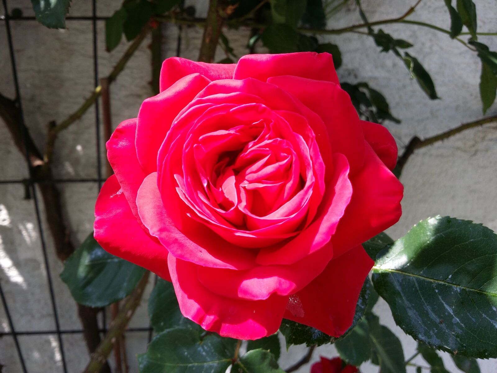 Samsung Galaxy S4 sample photo. Red rose, blooming rose photography