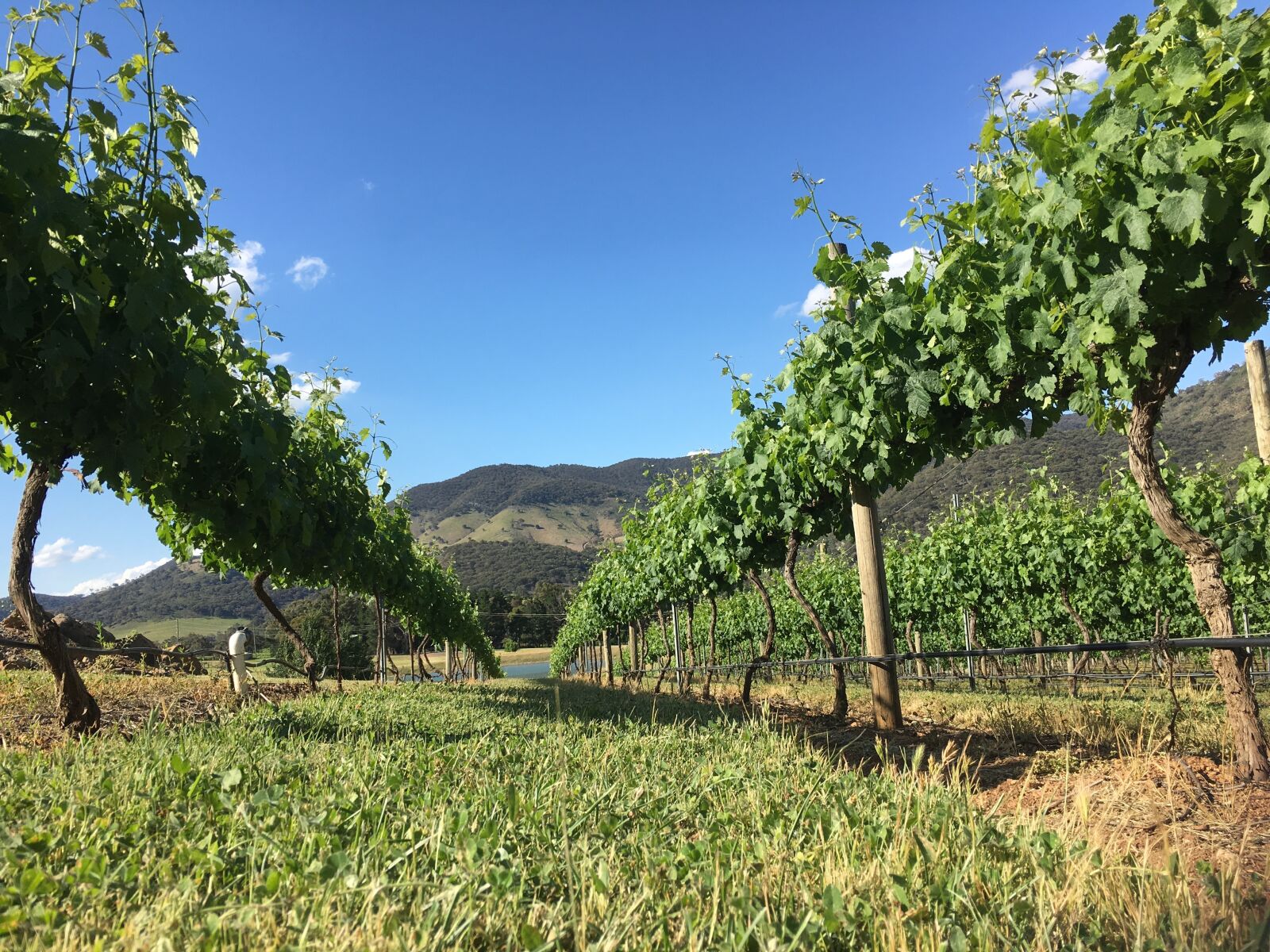 Apple iPhone 6s sample photo. Vineyard, australia, summer photography