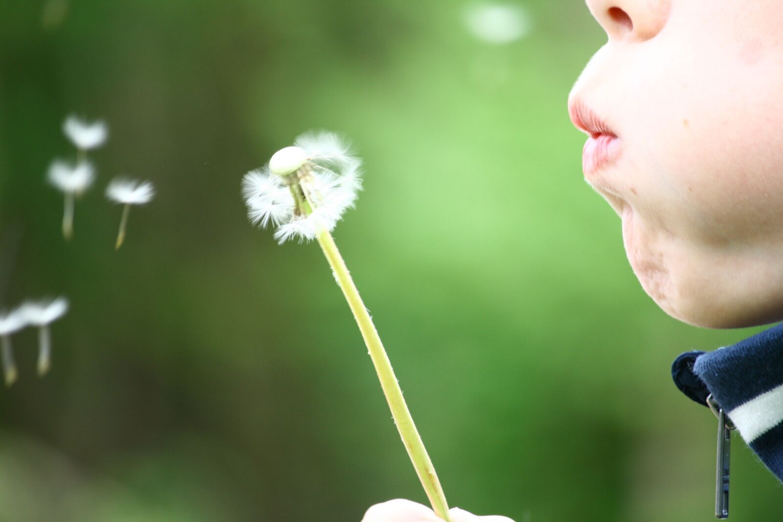 Canon EOS 400D (EOS Digital Rebel XTi / EOS Kiss Digital X) sample photo. Dandelion, blowing, childhood photography