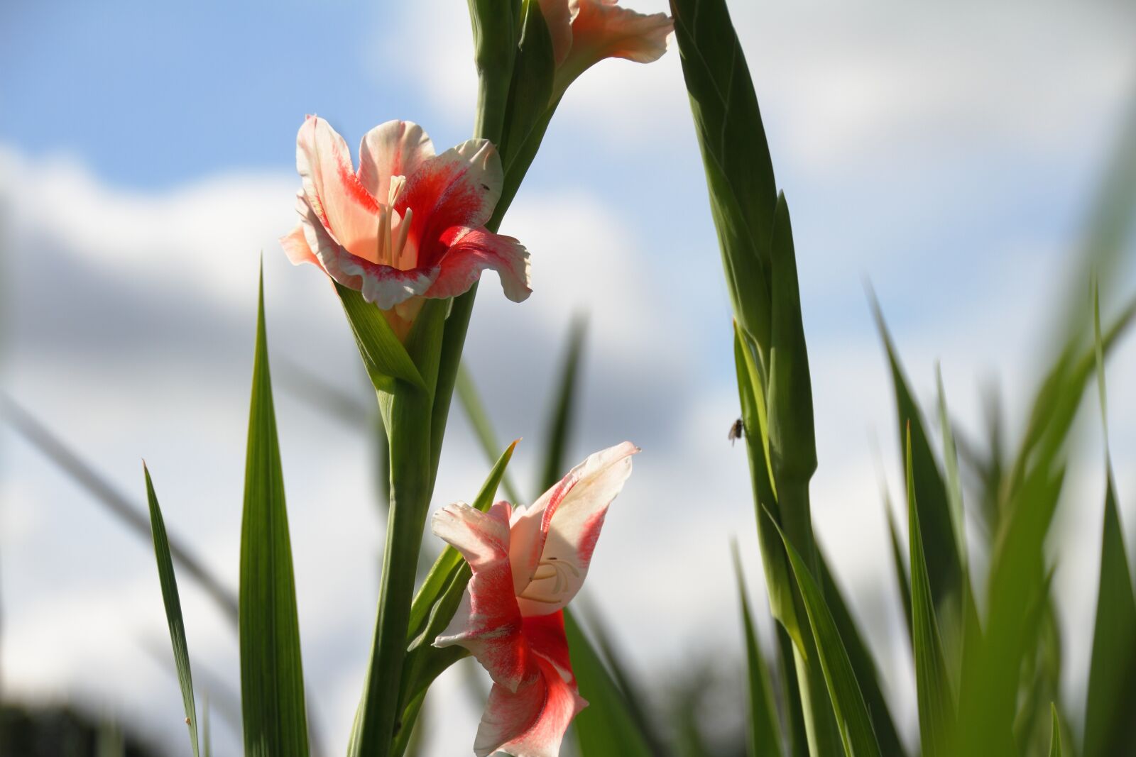 Canon EOS 7D sample photo. Flower, pink, pink flower photography