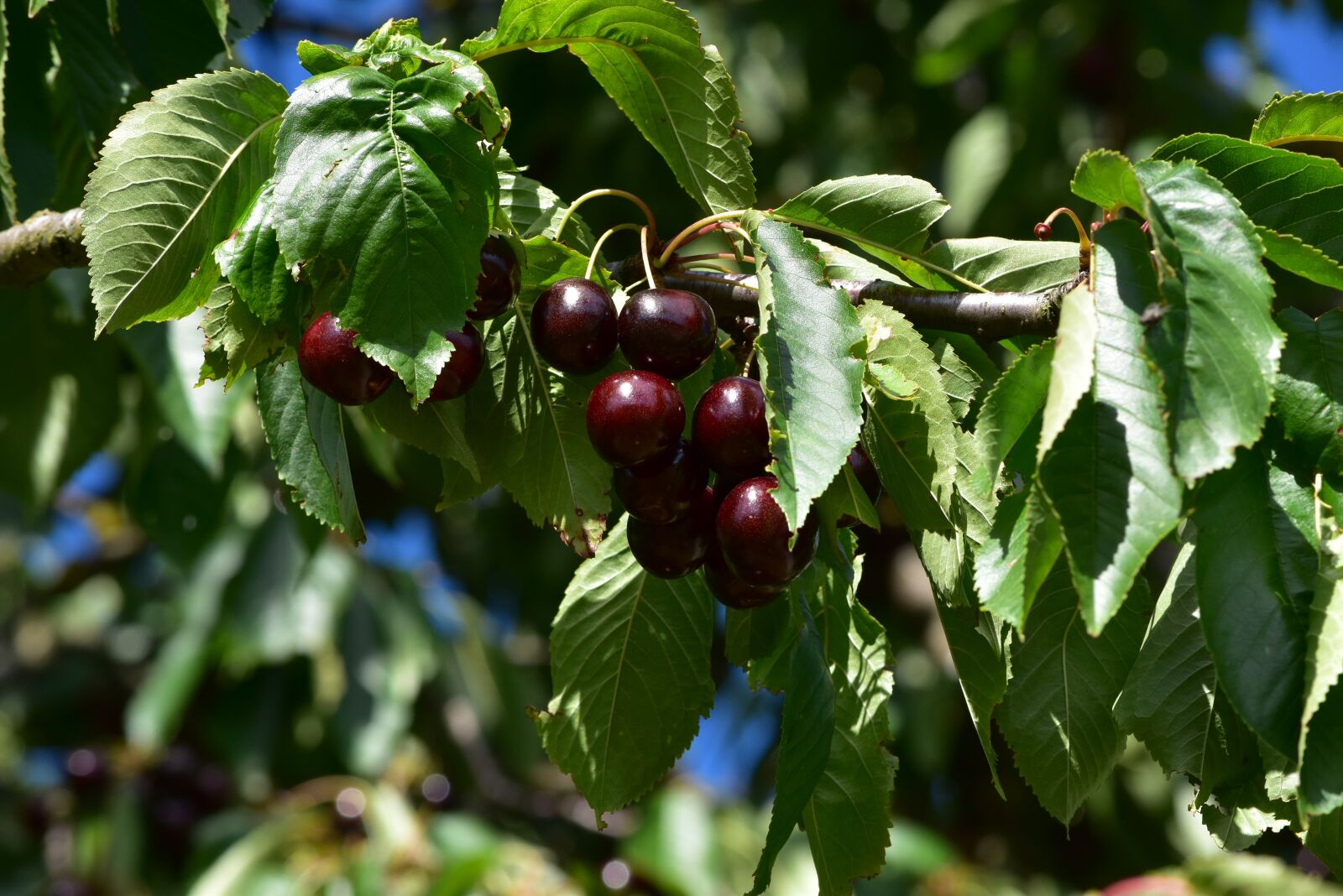 Nikon D5500 sample photo. Cherry, fruits, cherry tree photography