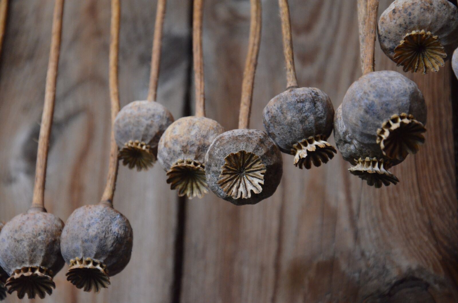 Nikon D5100 sample photo. Poppies, dried, agriculture photography