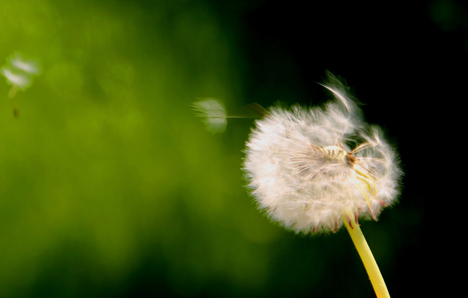 Canon EOS 1100D (EOS Rebel T3 / EOS Kiss X50) sample photo. Dandelion, spring, close up photography