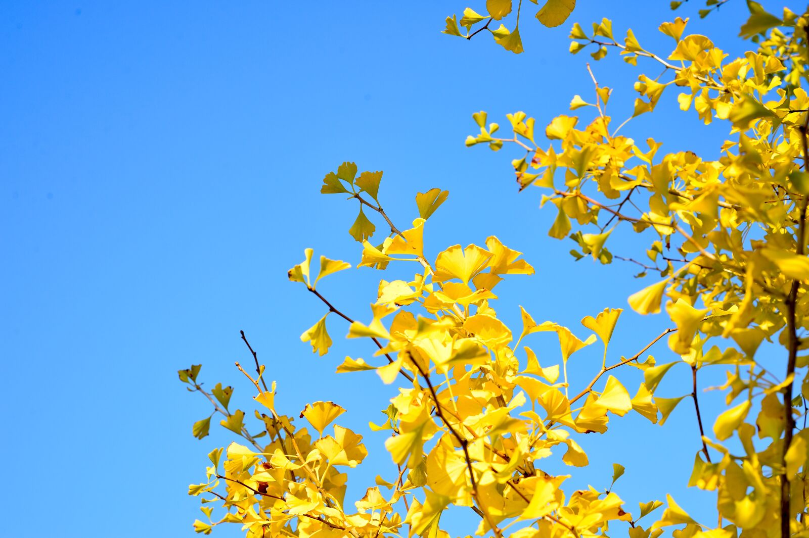 Nikon Df sample photo. Japan, landscape, natural photography