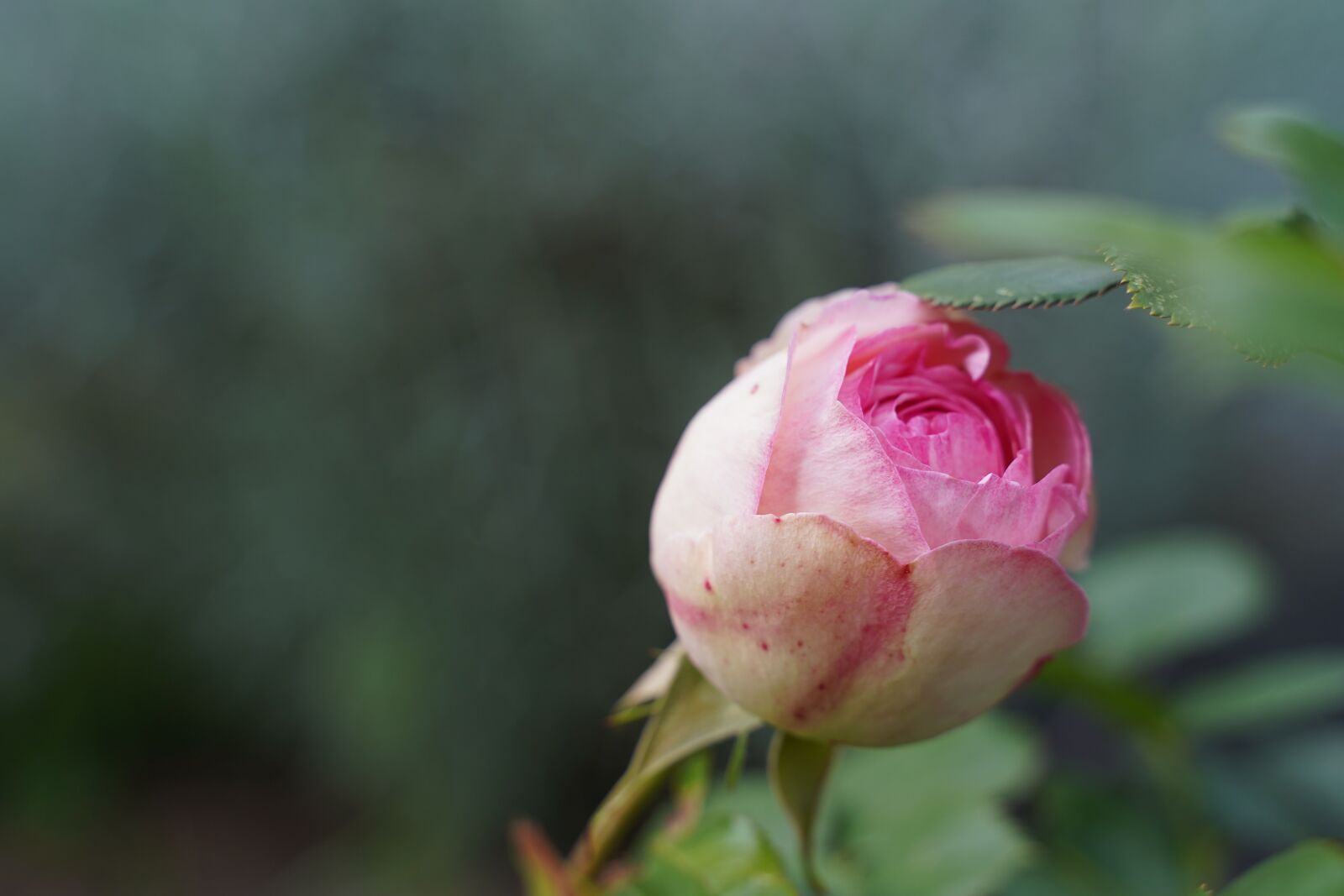 Sony a7 III sample photo. Garden, pink, rose photography