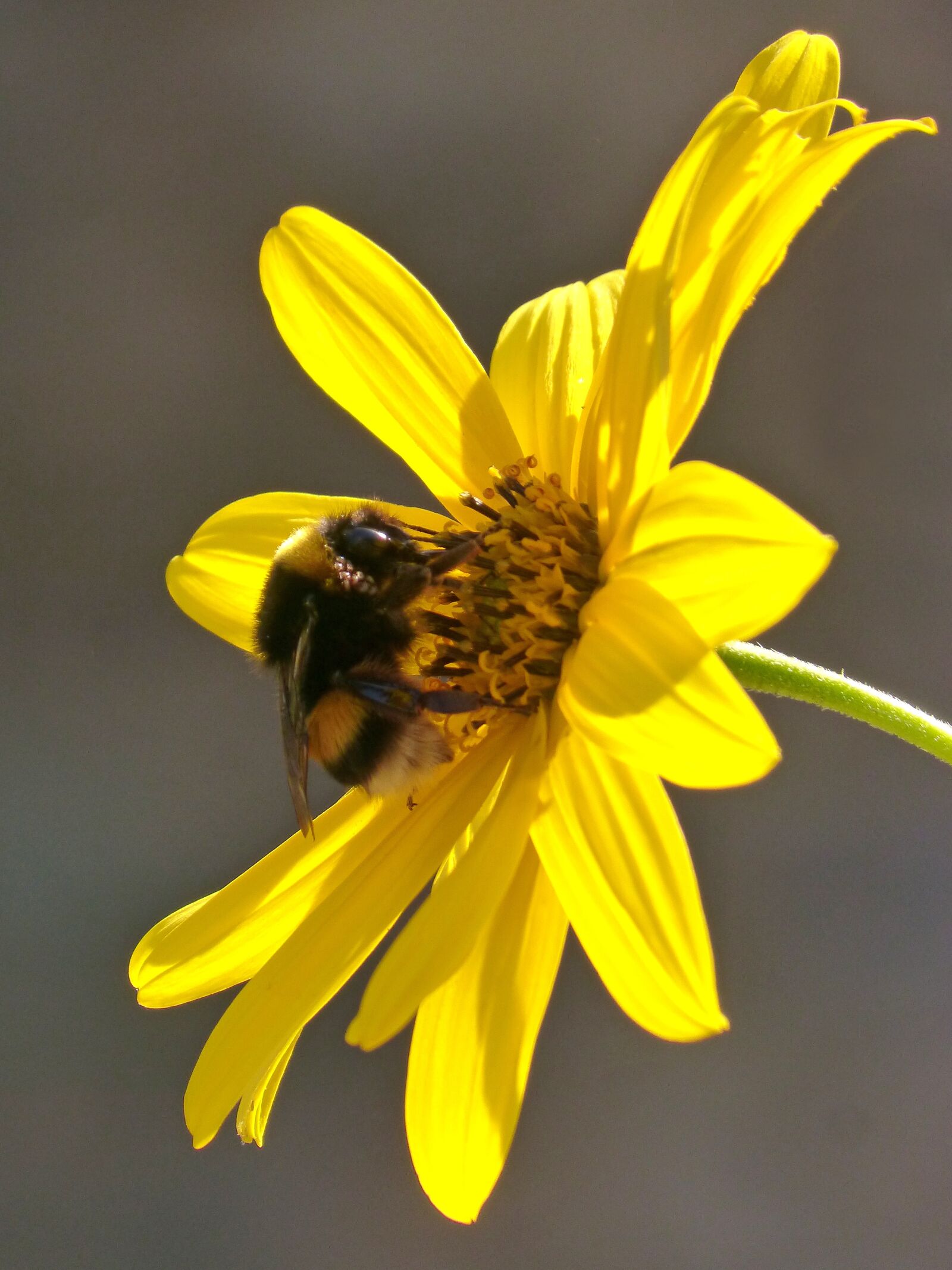 Panasonic DMC-FZ62 sample photo. Flower, yellow, bumblebee photography