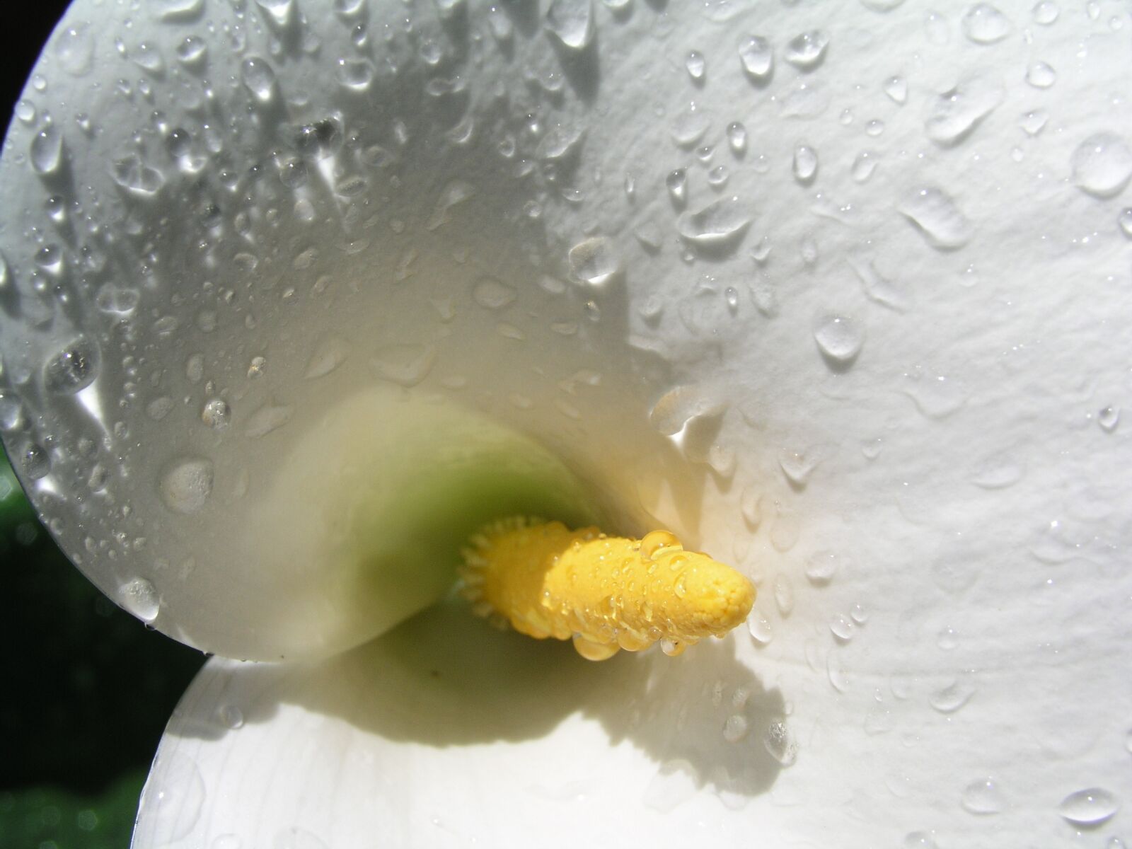 Olympus C5050Z sample photo. Lily, white, flower photography