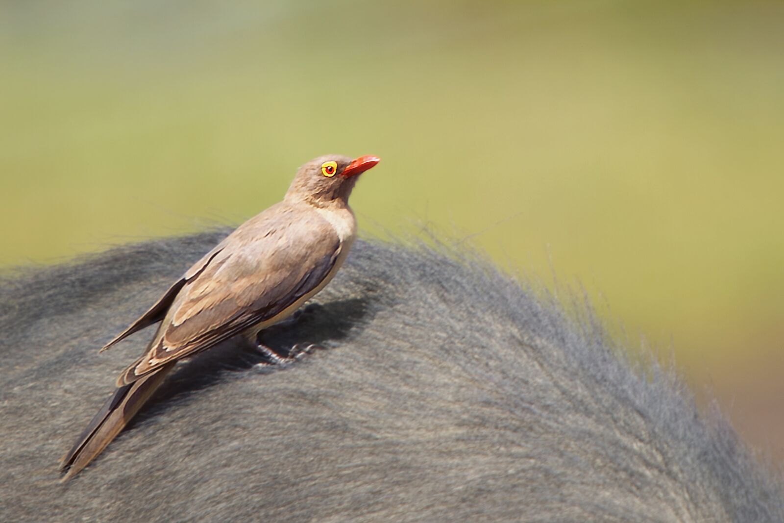 Nikon D3S sample photo. Bird, songbird, animal photography