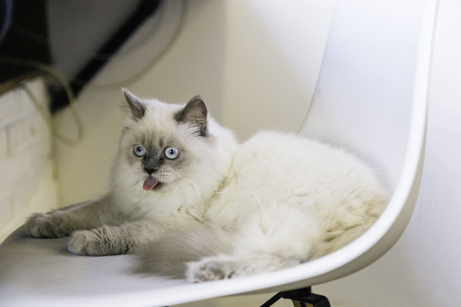 Canon EF 24-105mm F4L IS USM sample photo. Adorable, animal, cat, cute photography