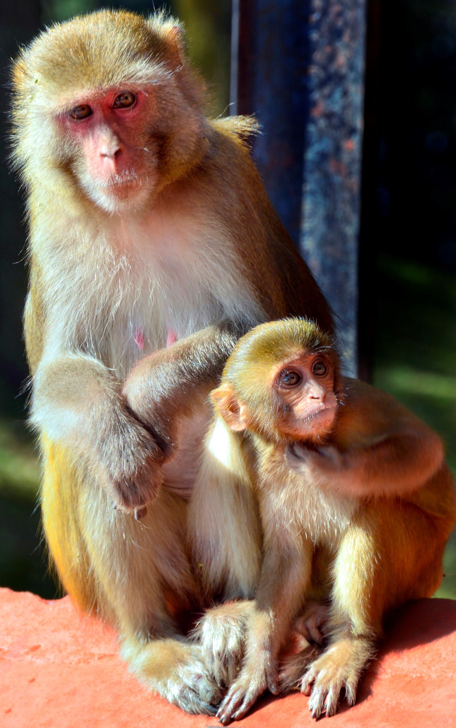 Nikon D5100 sample photo. Macaque, monkey, primate photography