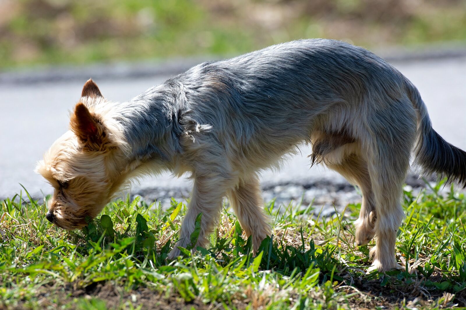 Nikon D7100 sample photo. Dog, small, out photography