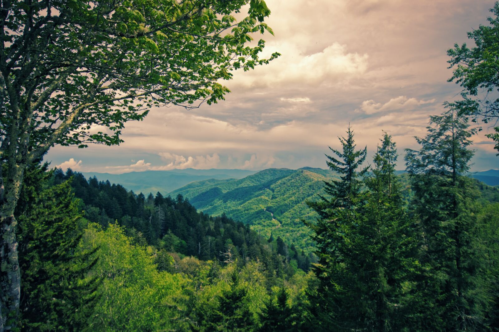 Nikon D5300 sample photo. Forest, view, landscape photography