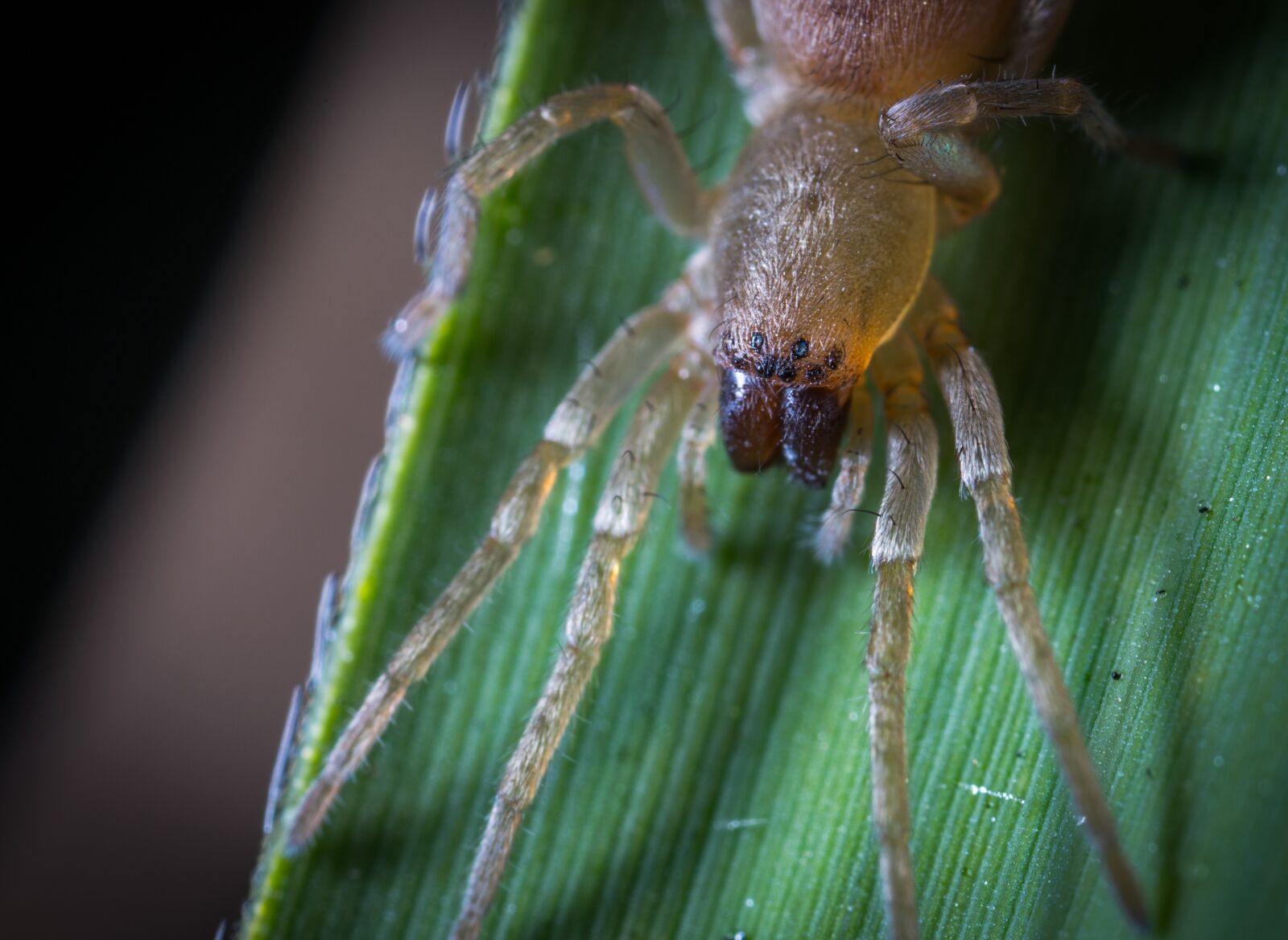 #124 65/2.8 sample photo. Insect, bespozvonochnoe, spider photography