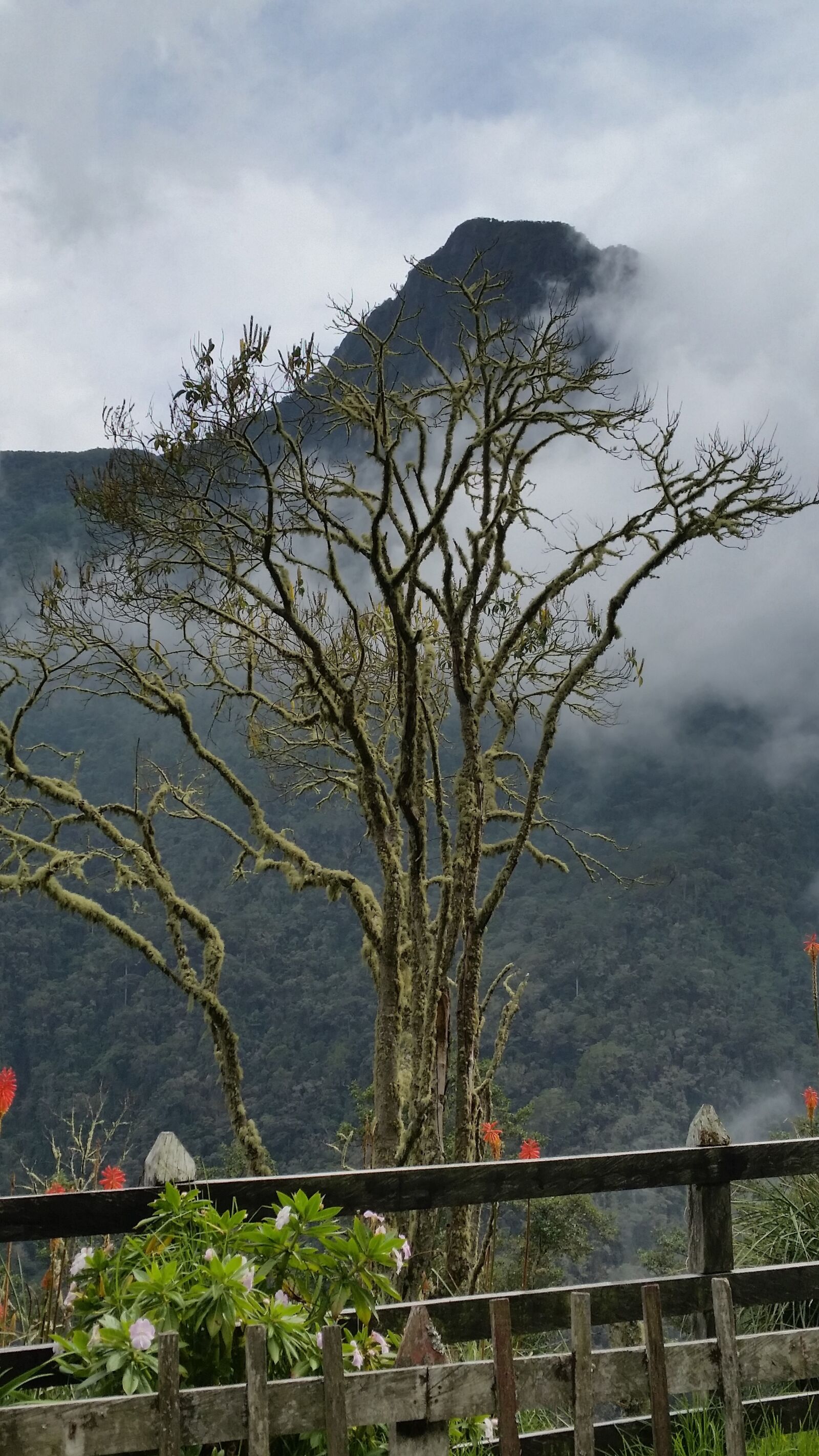 Samsung Galaxy S5 sample photo. Arbol, vida, montan photography