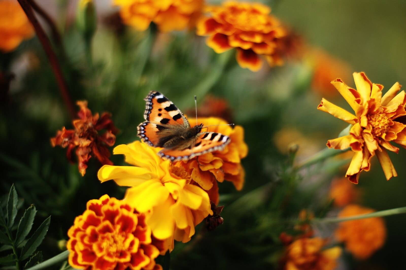 Sony Alpha DSLR-A290 sample photo. Butterfly, flower, summer photography