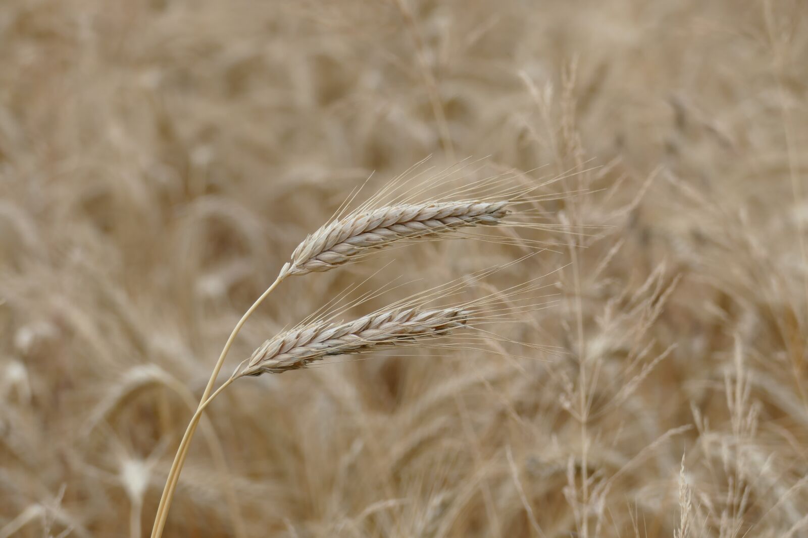 Panasonic Lumix DMC-FZ1000 sample photo. Barley, cereals, grain photography