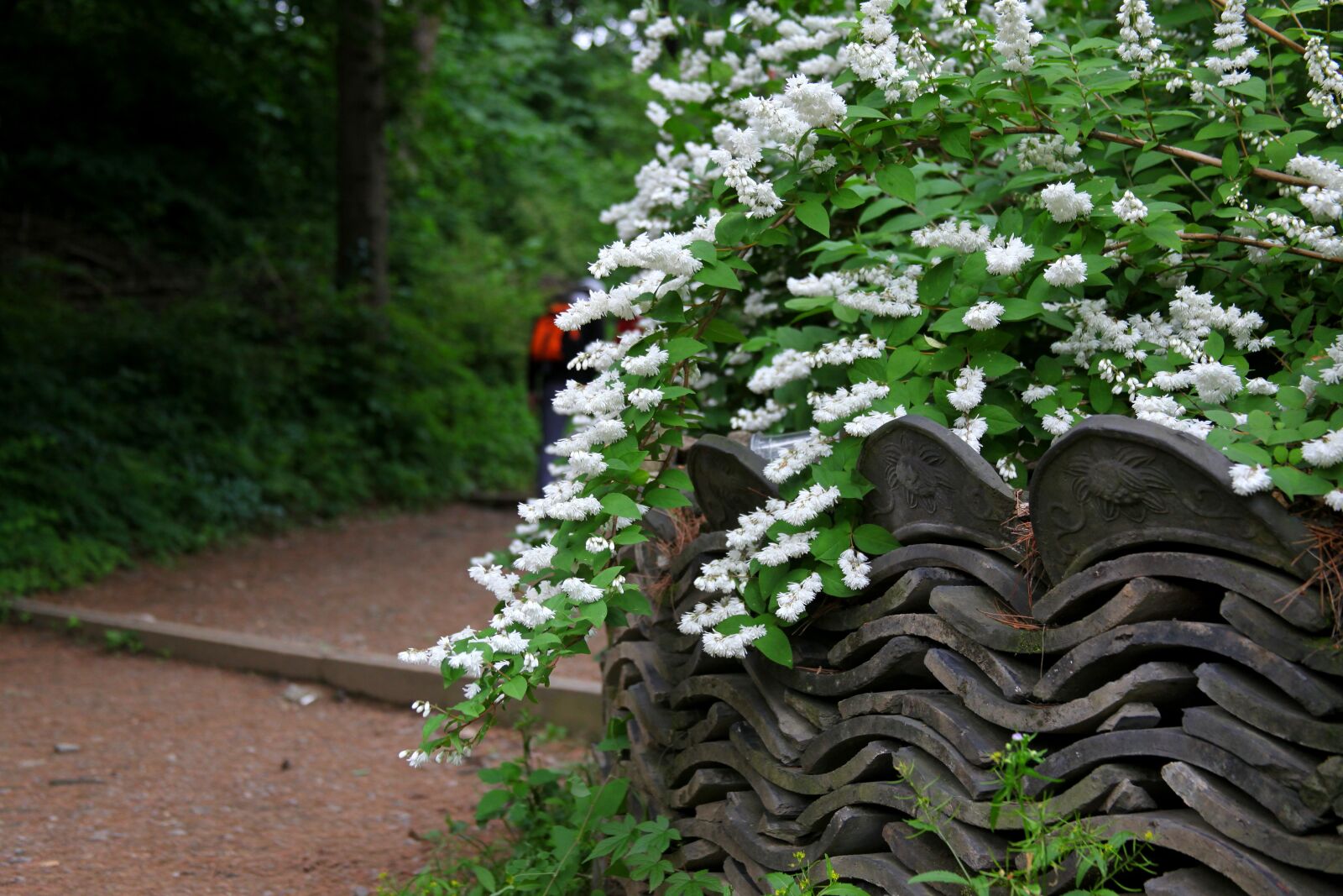 Canon EOS 5D Mark II sample photo. White flowers, the vine photography
