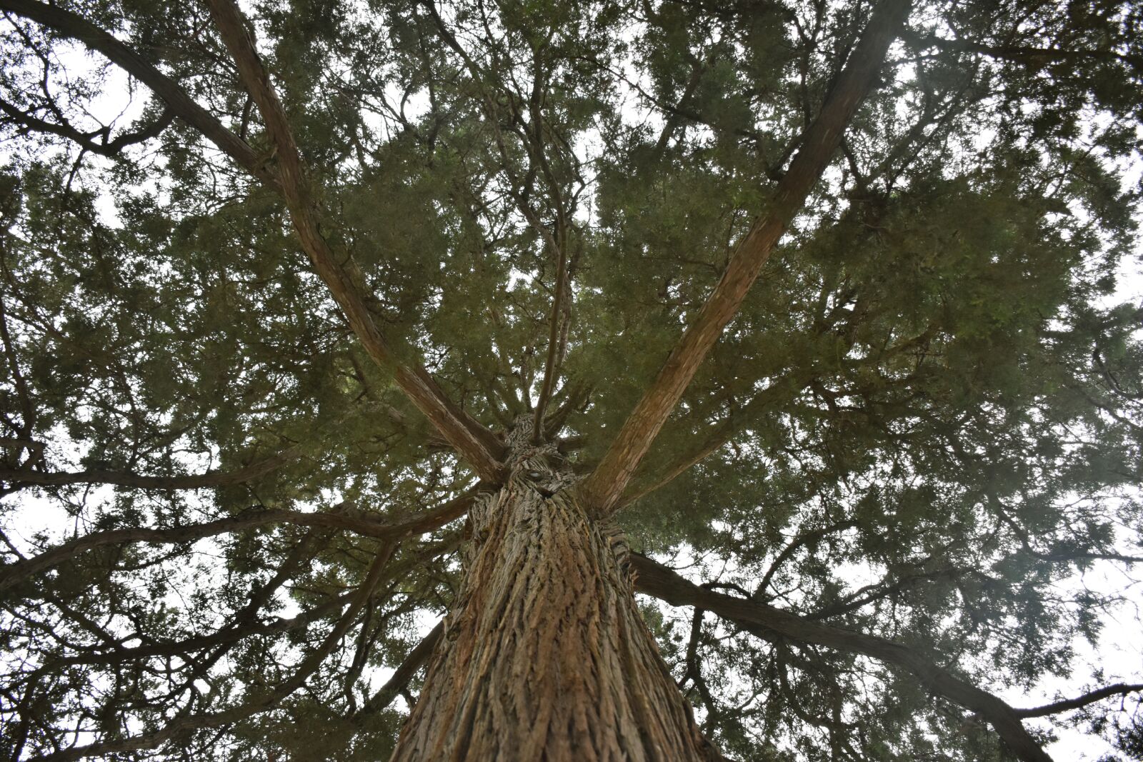 Nikon D7200 sample photo. The palace of the photography