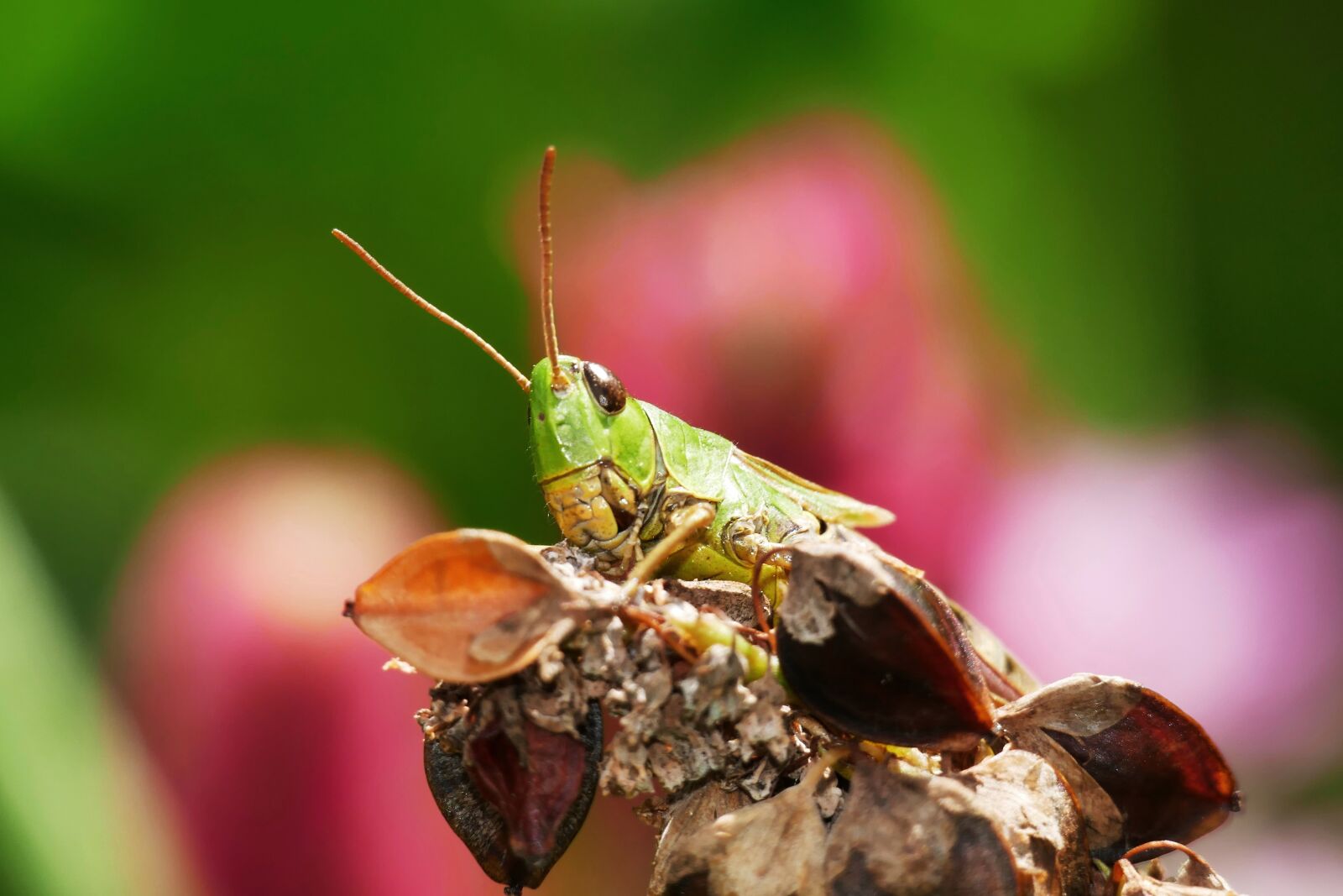 Panasonic Lumix DMC-FZ1000 sample photo. Green grasshopper, grasshopper, insect photography