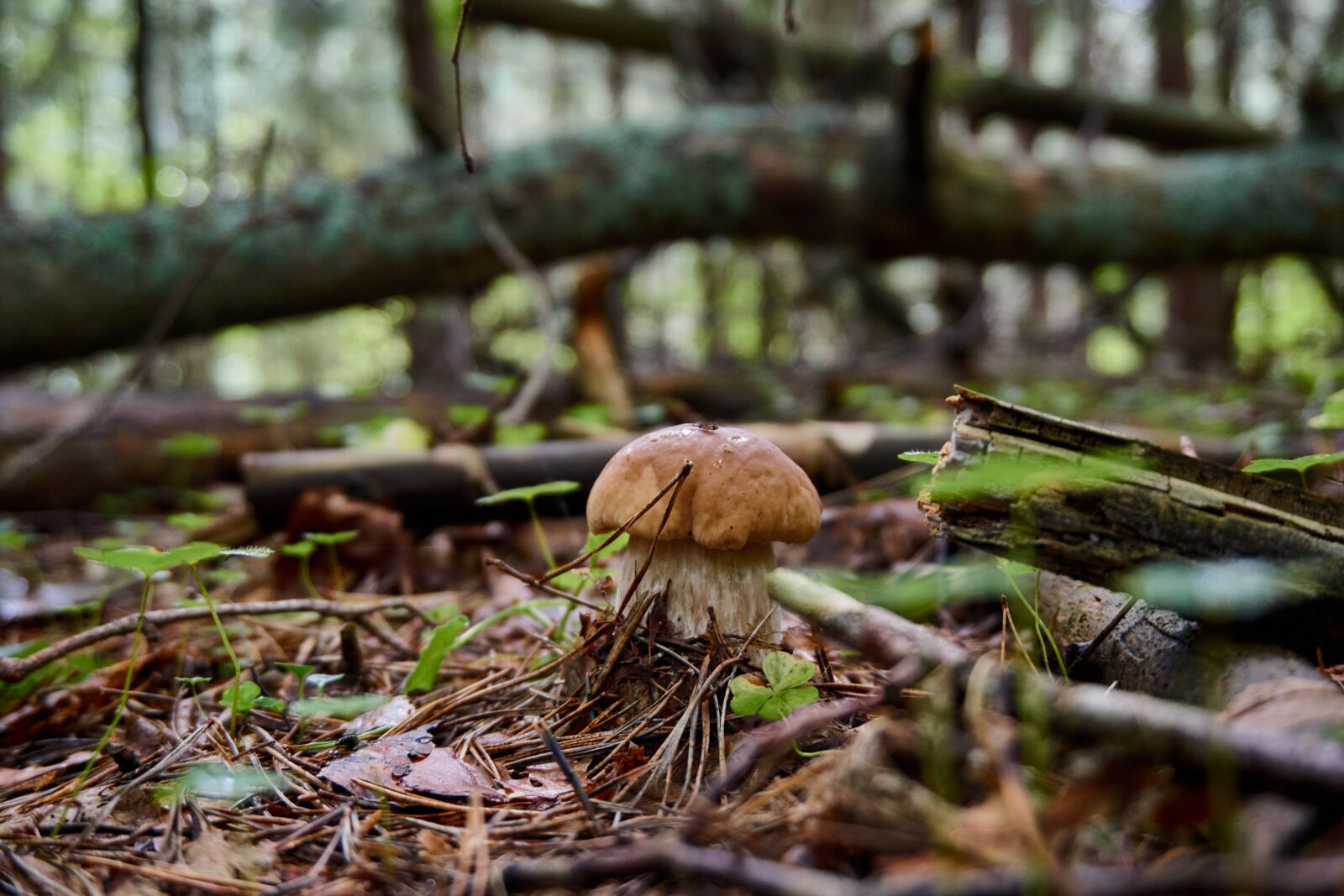 Sony a6000 sample photo. Mushroom, fores, summer photography