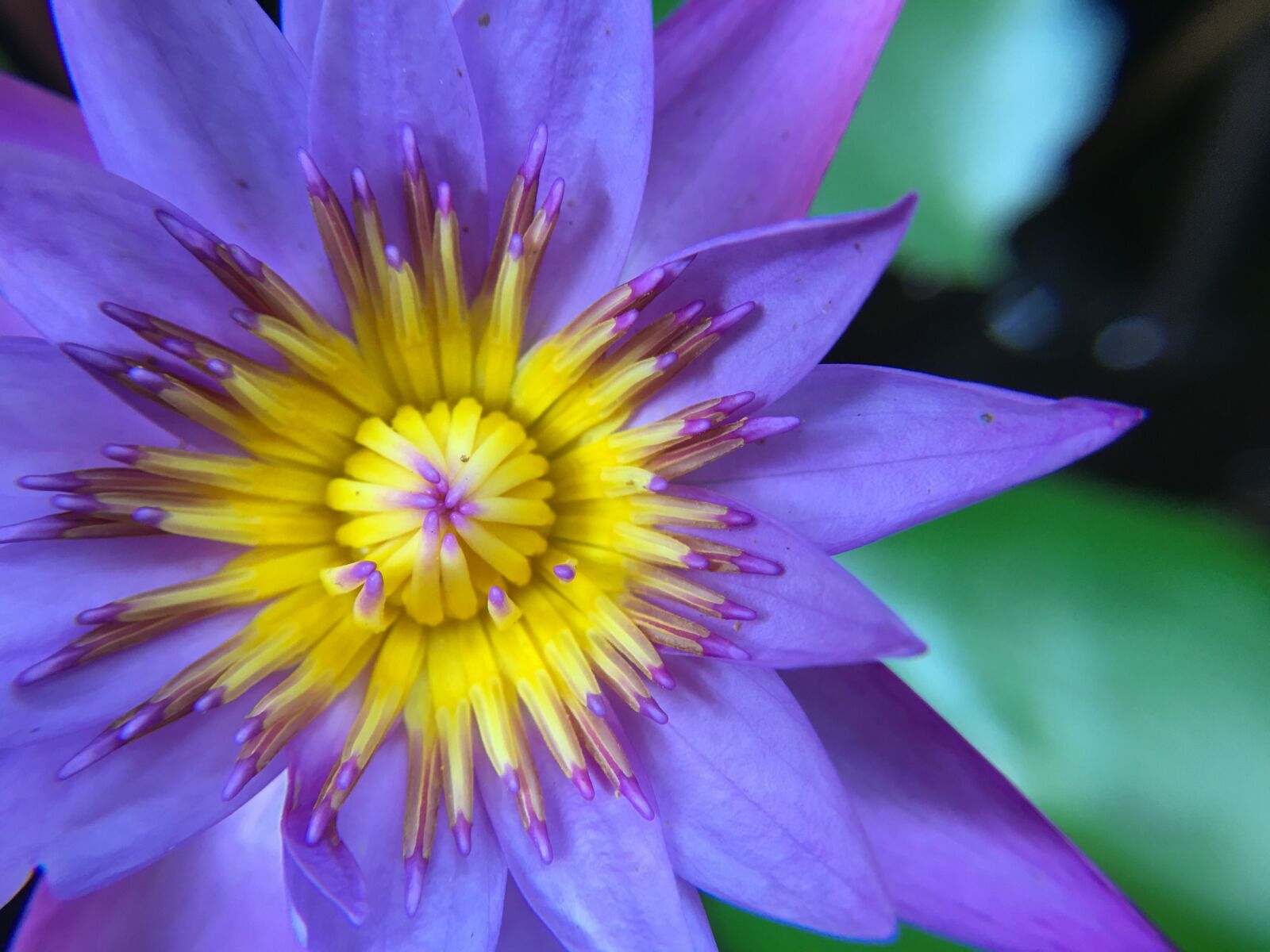 iPhone 6s Plus back camera 4.15mm f/2.2 sample photo. Blue lotus, lotus, blue photography